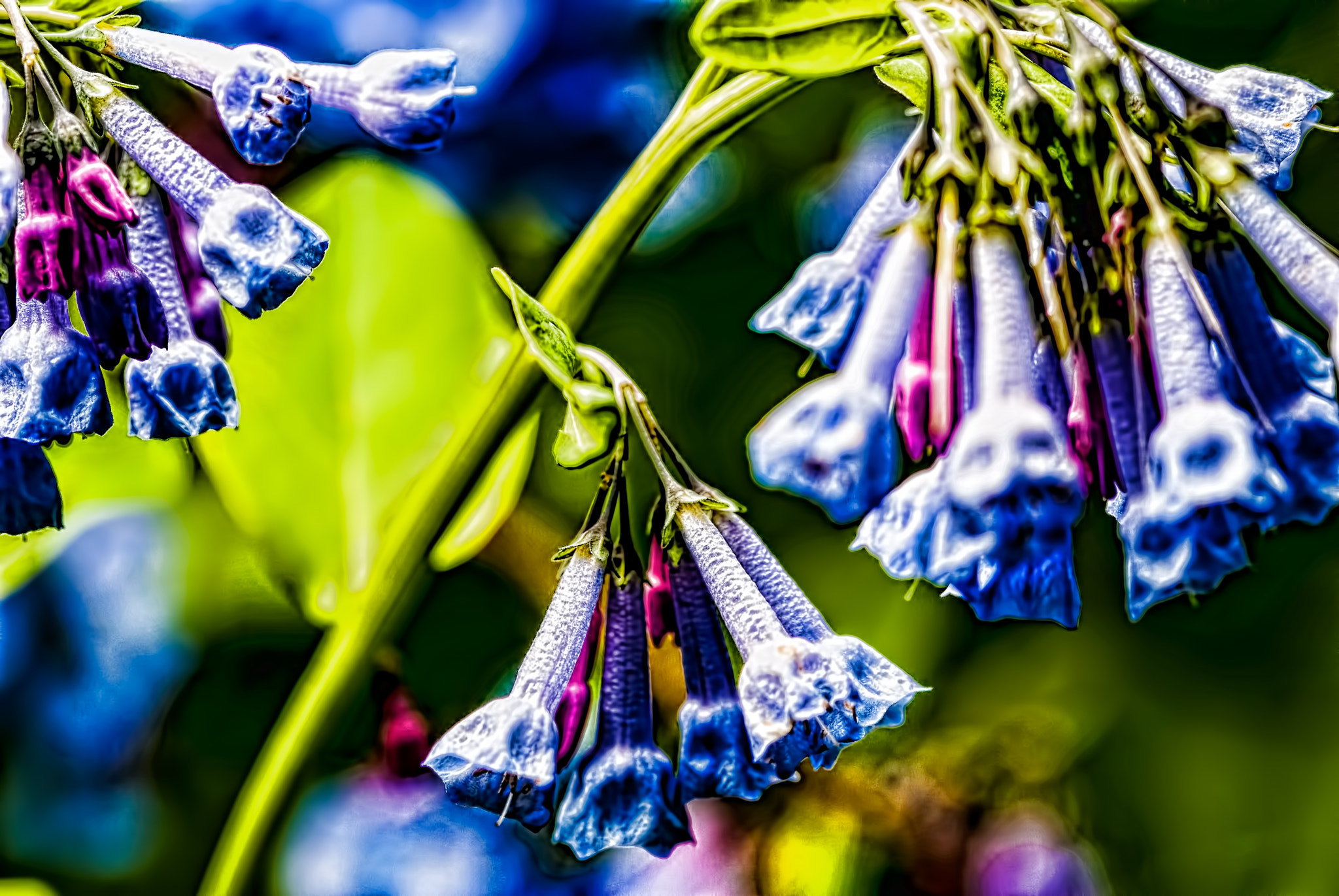 Sigma 105mm F2.8 EX DG OS HSM sample photo. Blue bells  photography