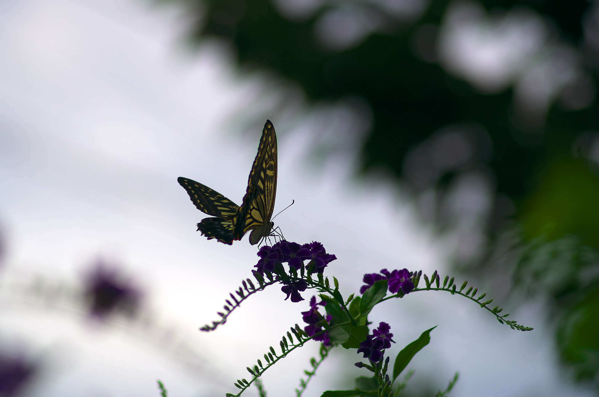 Pentax smc D-FA 100mm F2.8 Macro WR sample photo. 059.jpg photography