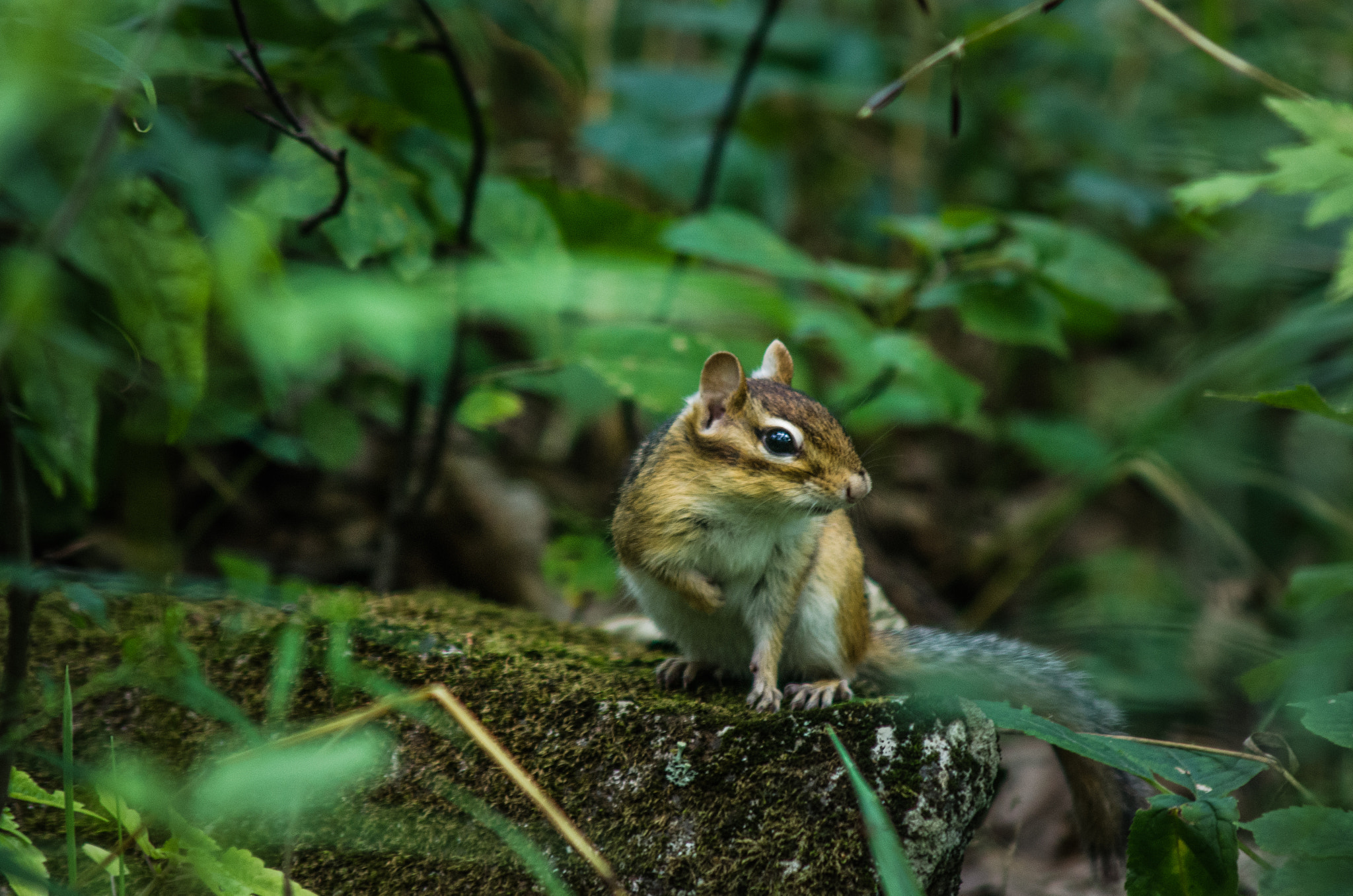 AF Zoom-Nikkor 75-300mm f/4.5-5.6 sample photo. Chipmunk photography