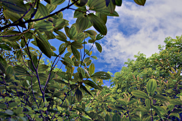 Blue Sky, Rainforest