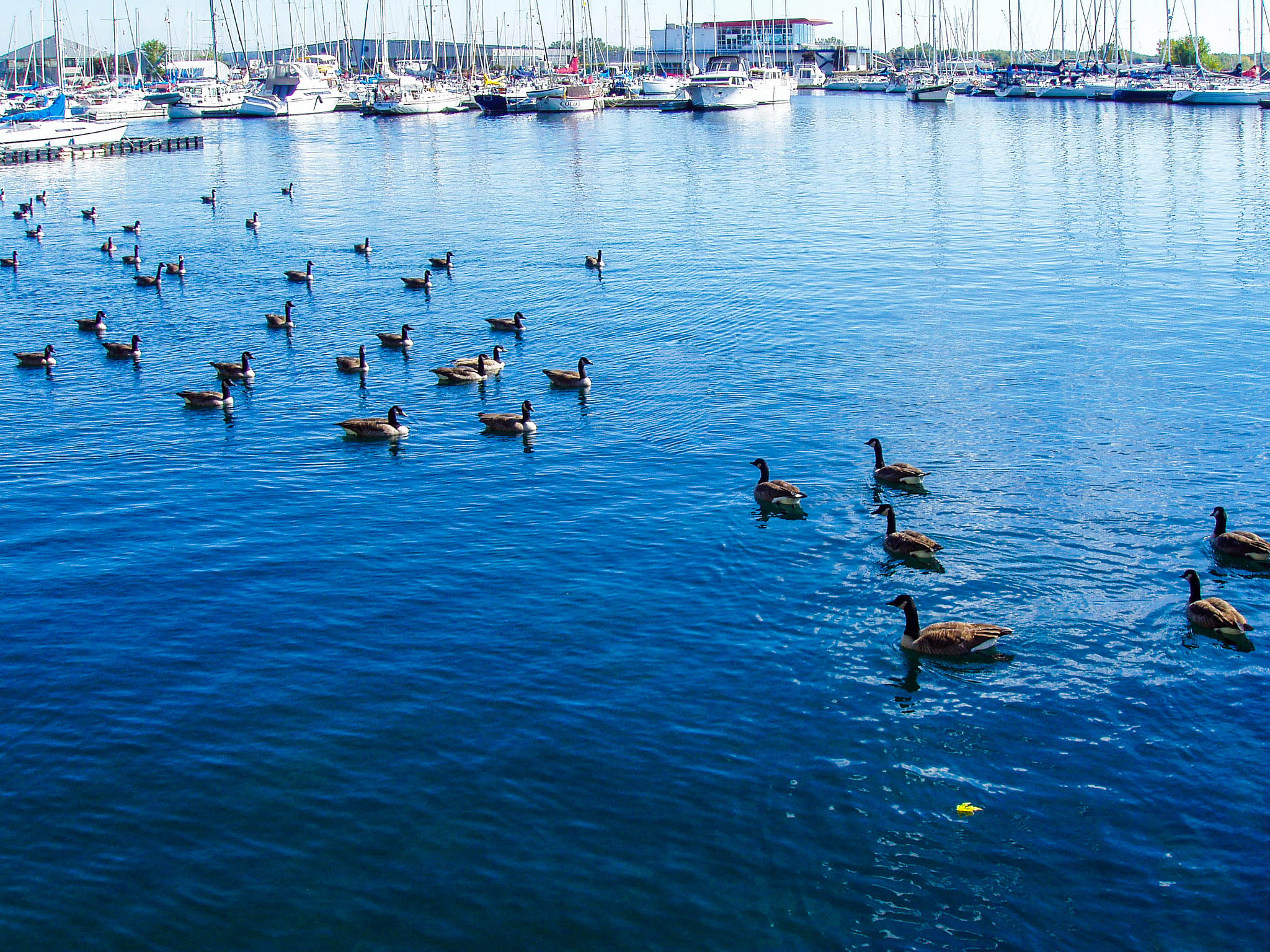 Olympus X-2,C-50Z sample photo. War on the lake photography