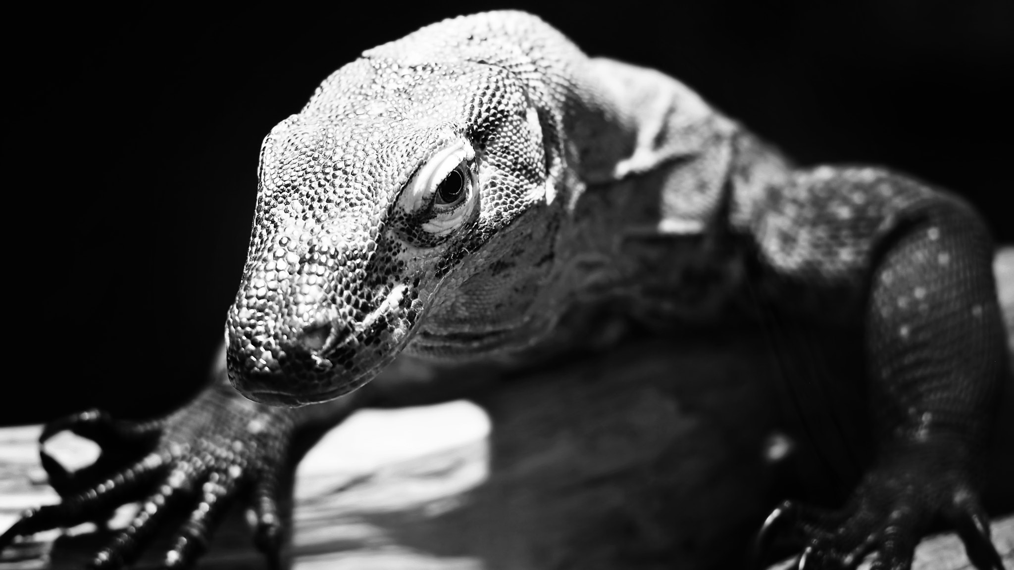 Olympus PEN E-PL5 sample photo. Don't mess with me photography