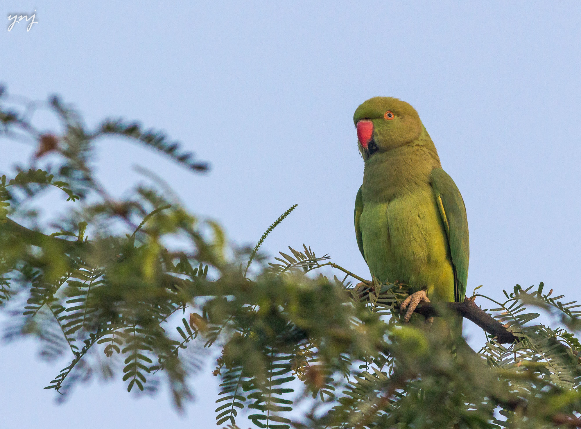 Canon EOS 550D (EOS Rebel T2i / EOS Kiss X4) + Canon EF 400mm F5.6L USM sample photo. Parrot photography