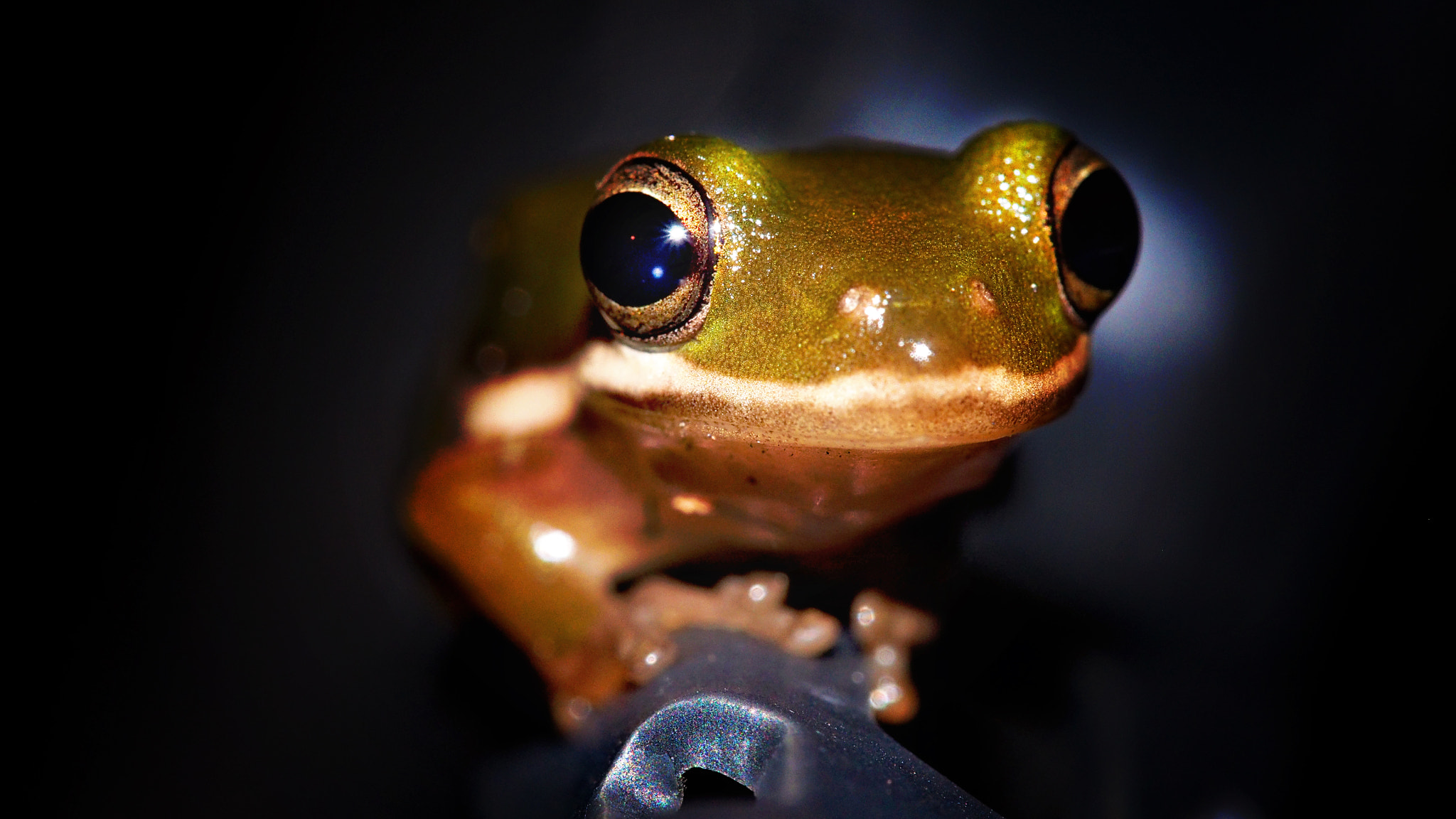 Olympus PEN E-PL5 sample photo. Chillin' on my car photography