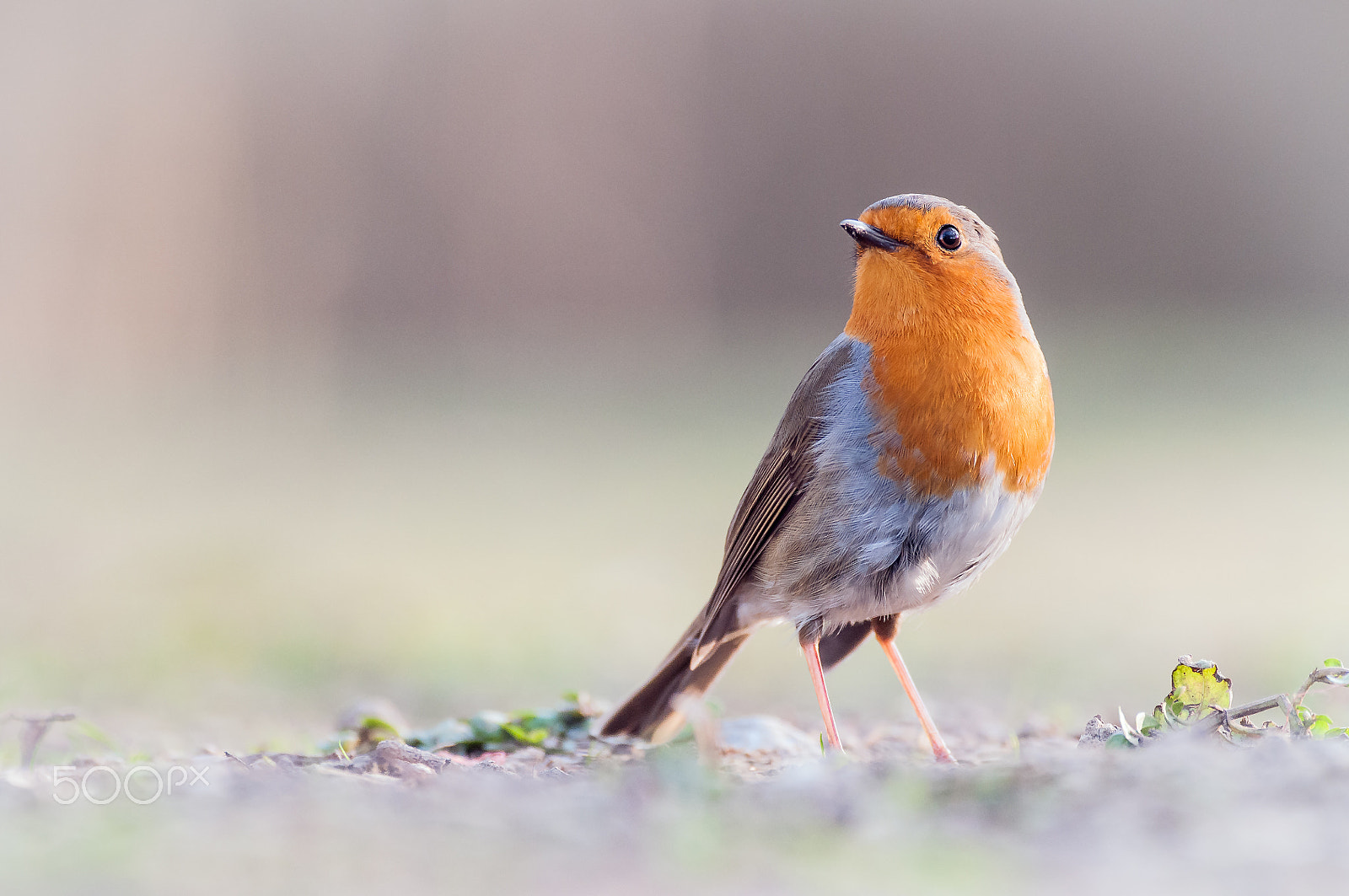Sigma 120-300mm F2.8 EX DG HSM sample photo. Robin photography