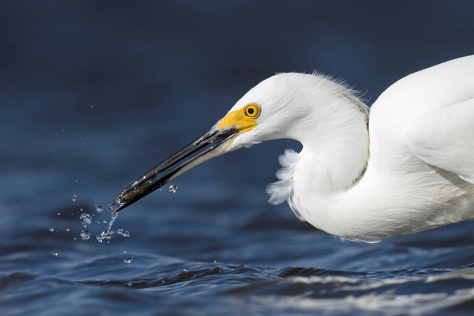 Nikon D7200 + Nikon AF-S Nikkor 500mm F4G ED VR sample photo. Snowy egret photography