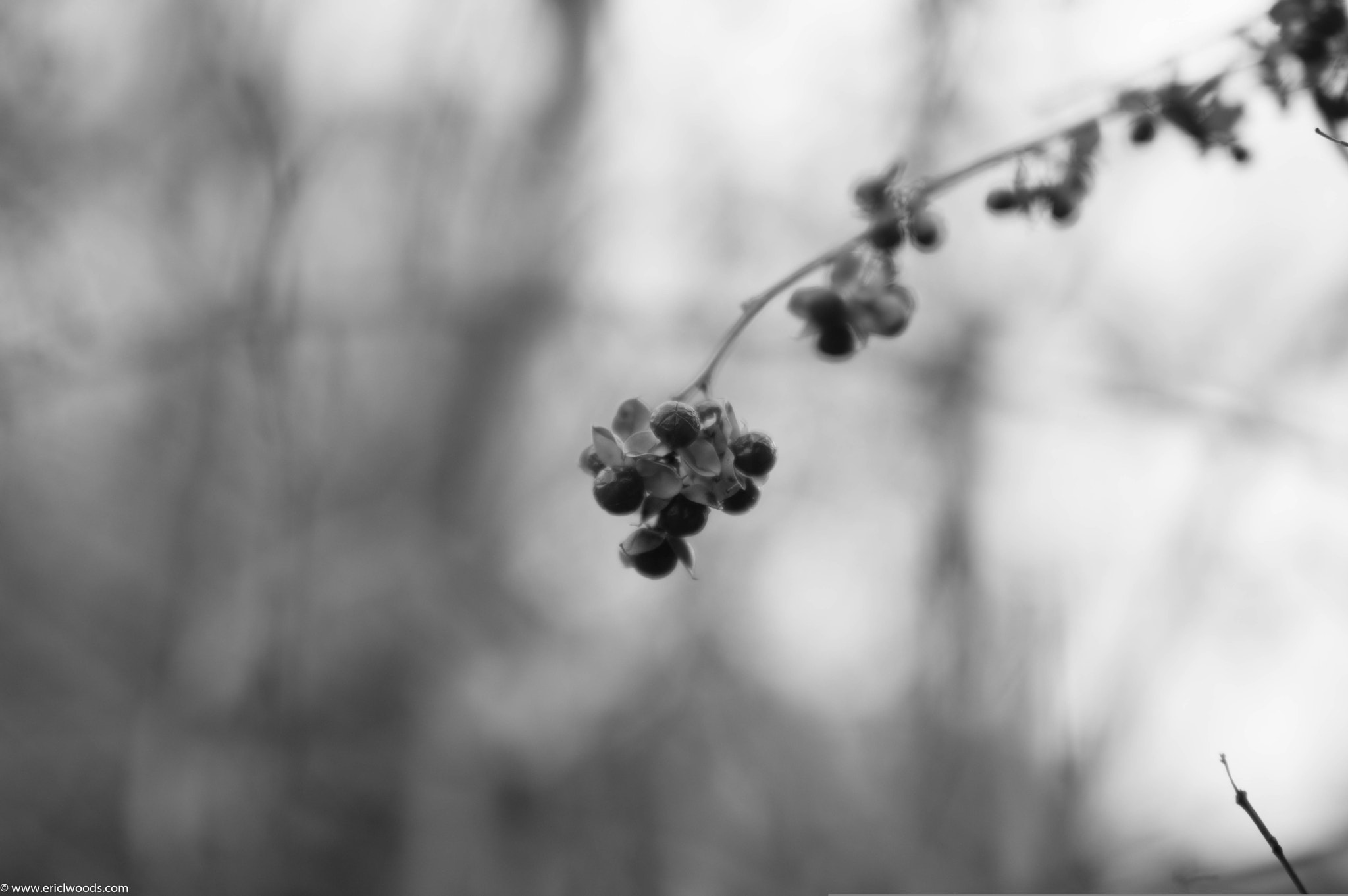 Tamron AF 28-75mm F2.8 XR Di LD Aspherical (IF) sample photo. Albany, ny photography