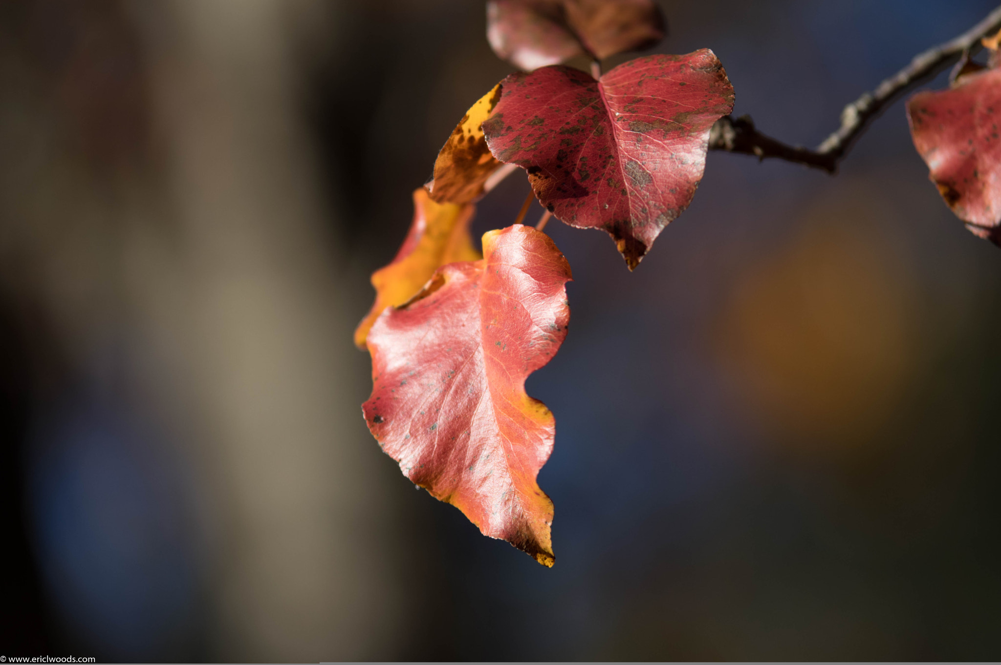 Pentax K-3 II sample photo. Leaf photography