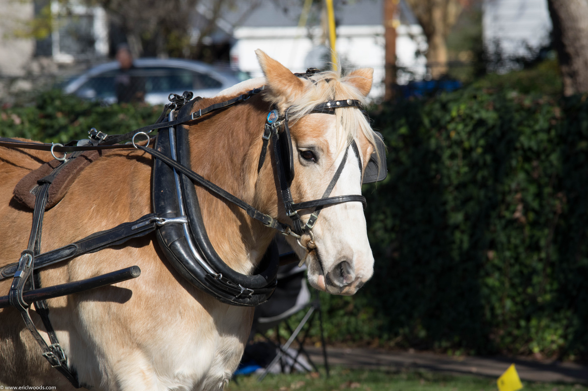 Pentax K-3 II sample photo. Parade photography