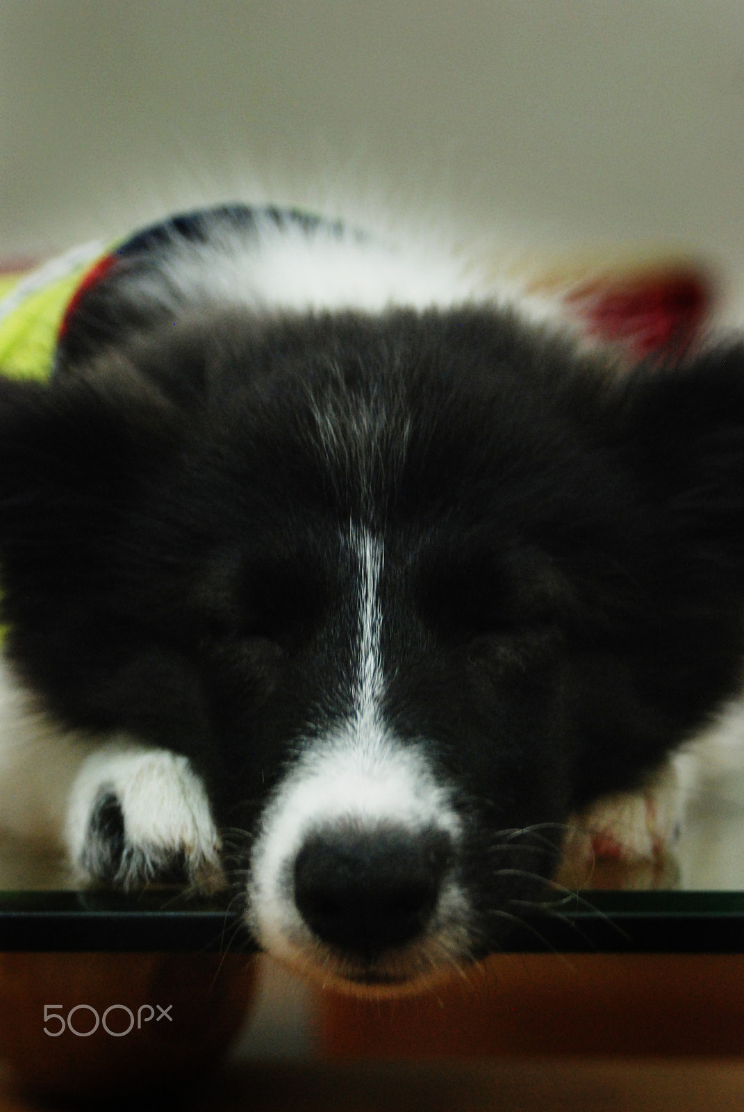 AF Zoom-Nikkor 35-70mm f/3.3-4.5 N sample photo. Sleeping photography