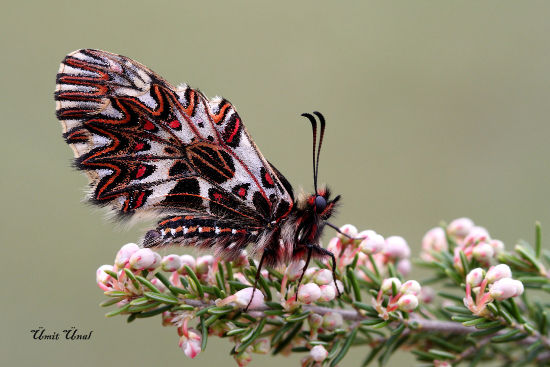 Canon EOS 40D + Canon EF 100mm F2.8 Macro USM sample photo. Southern festoon photography