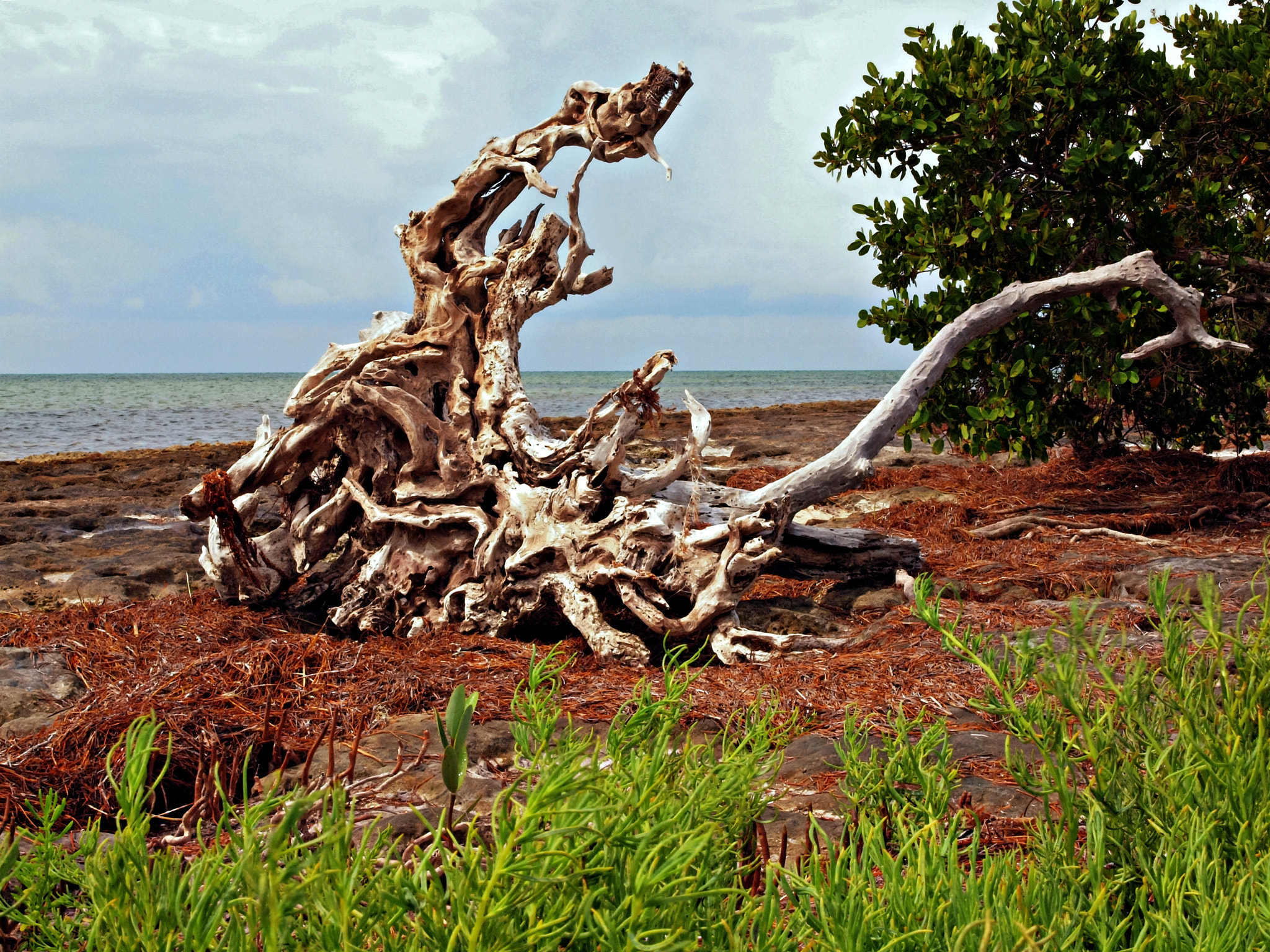 Olympus E-600 (EVOLT E-600) + OLYMPUS 14-42mm Lens sample photo. Driftwood in action on west summerland key photography