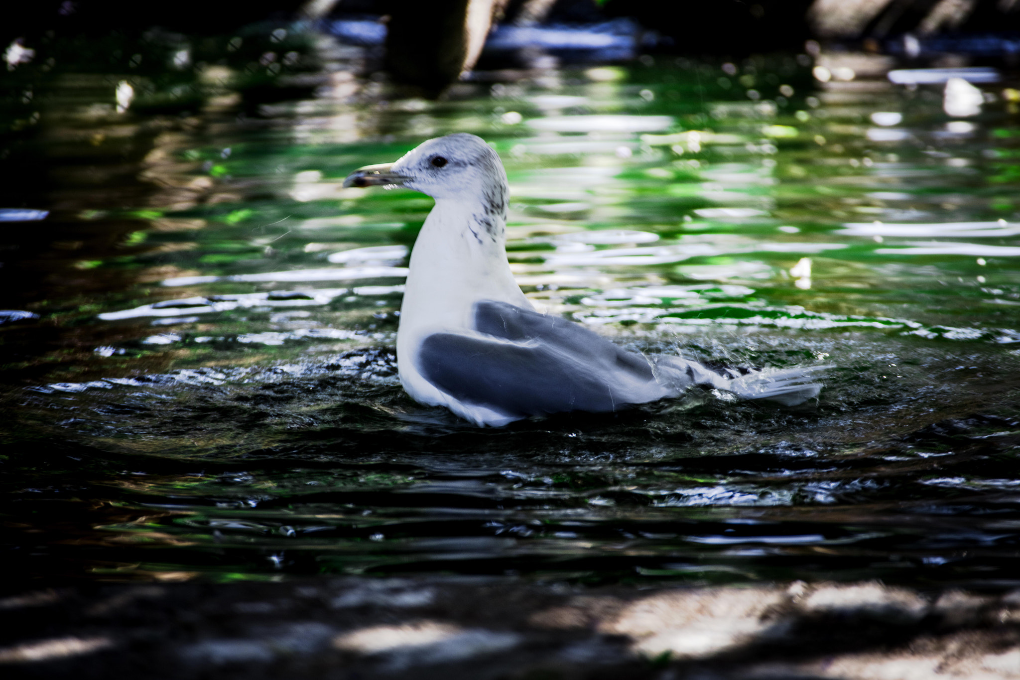 Canon EOS 5DS sample photo. 3f1a9624.jpg photography
