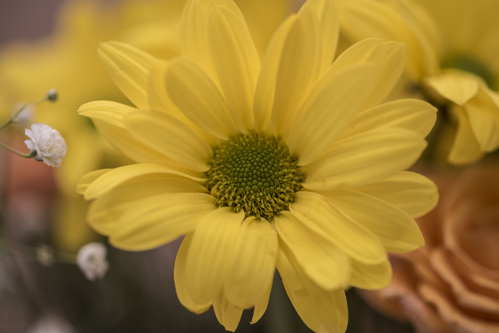 Sigma 150mm F2.8 EX DG Macro HSM sample photo. Yellow daisy... photography