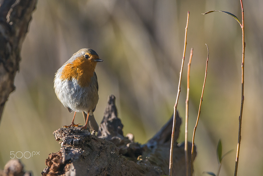 Nikon AF-S Nikkor 200-400mm F4G ED-IF VR sample photo. European robin photography