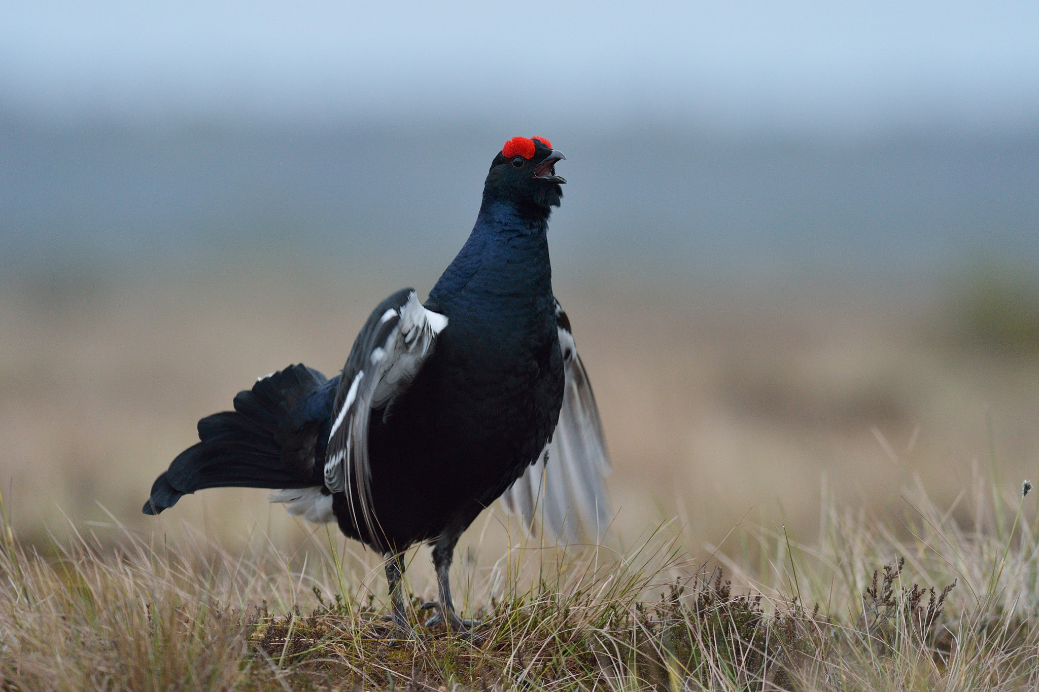 AF-S Nikkor 300mm f/2.8D IF-ED II sample photo. Black grouse in bog photography