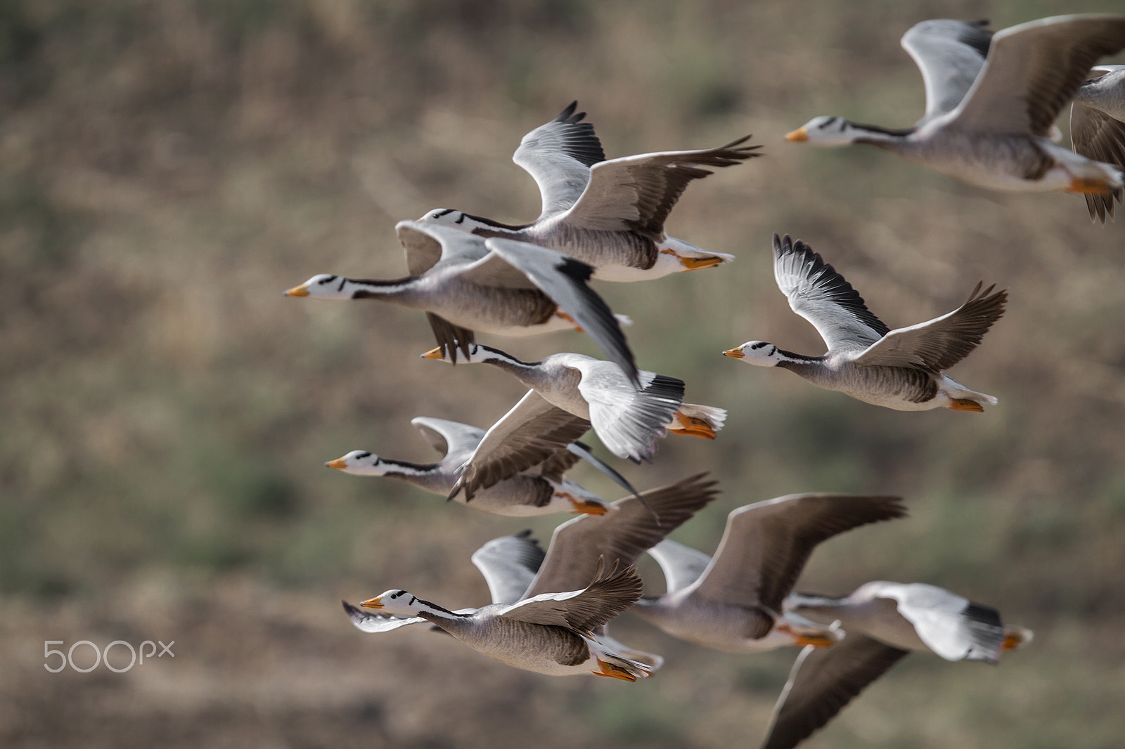Canon EOS 7D + Canon EF 400mm F2.8L IS USM sample photo. Bar-headed geese photography