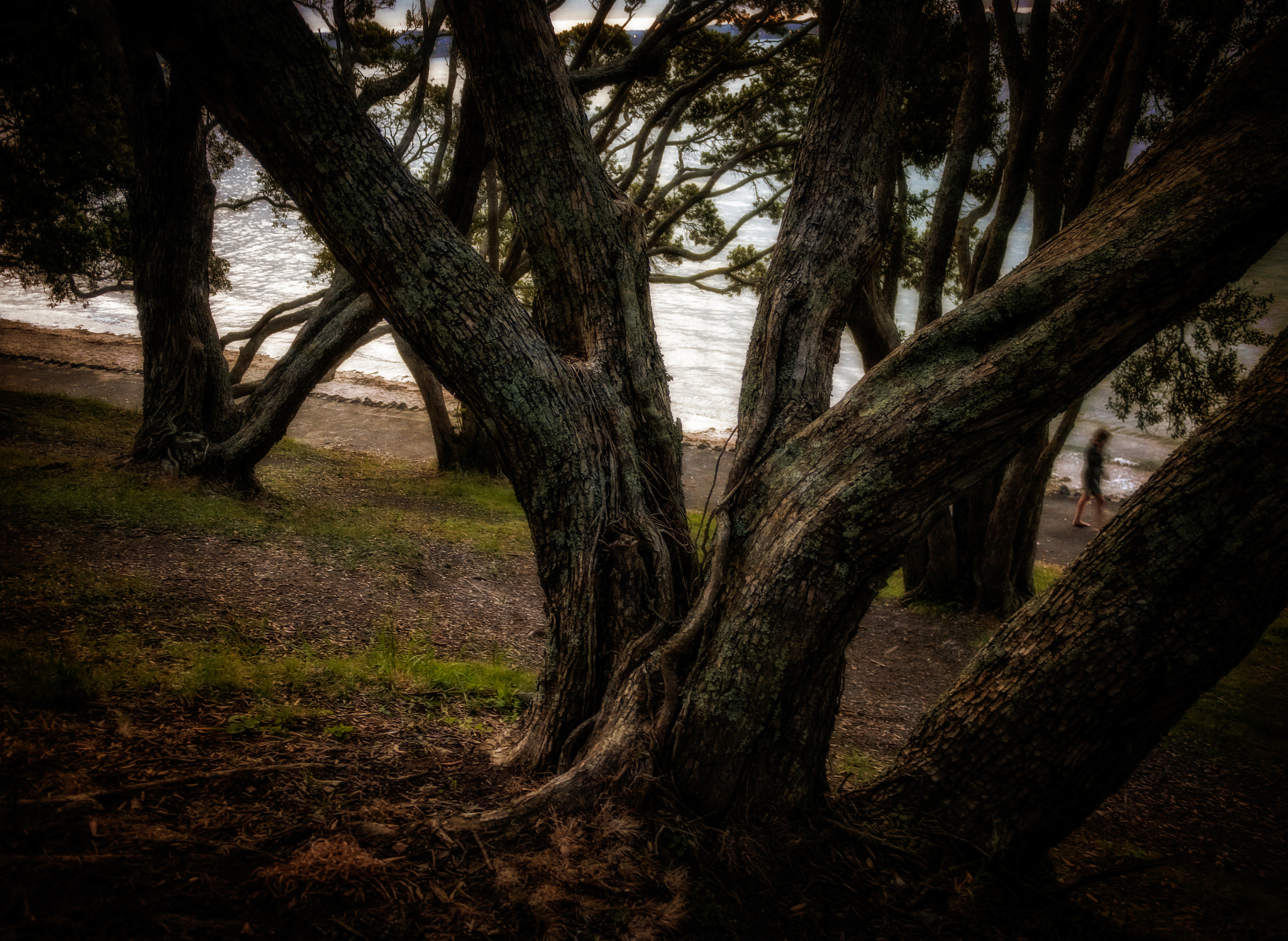 Panasonic Lumix DMC-GM5 + Panasonic Lumix G 14mm F2.5 ASPH sample photo. Pt. chev beach through pohutukawas photography