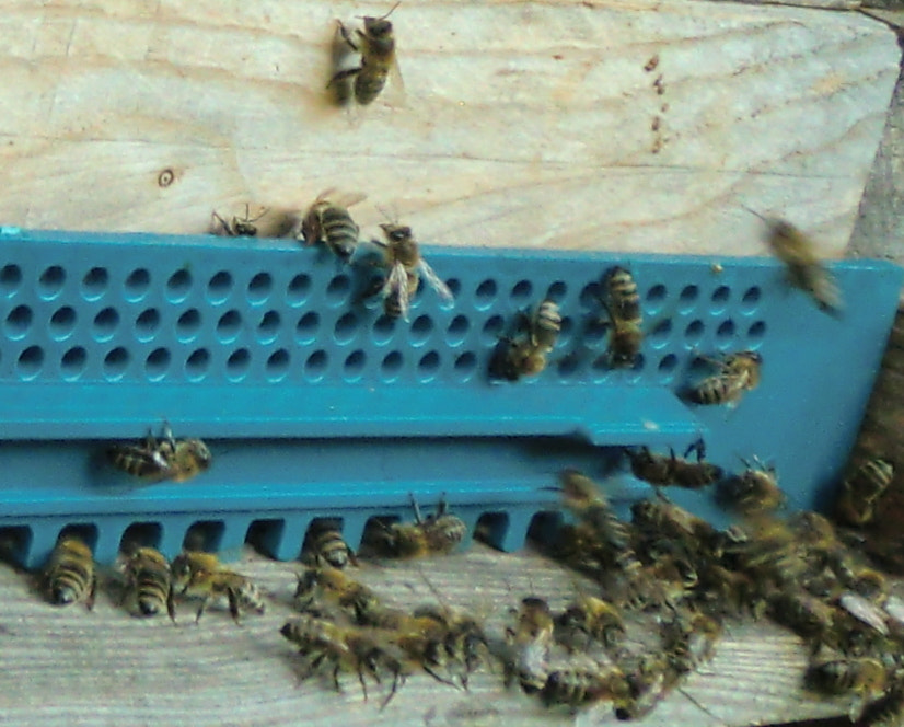 CASIO EX-Z2000 sample photo. Honigproduktion,bienen photography
