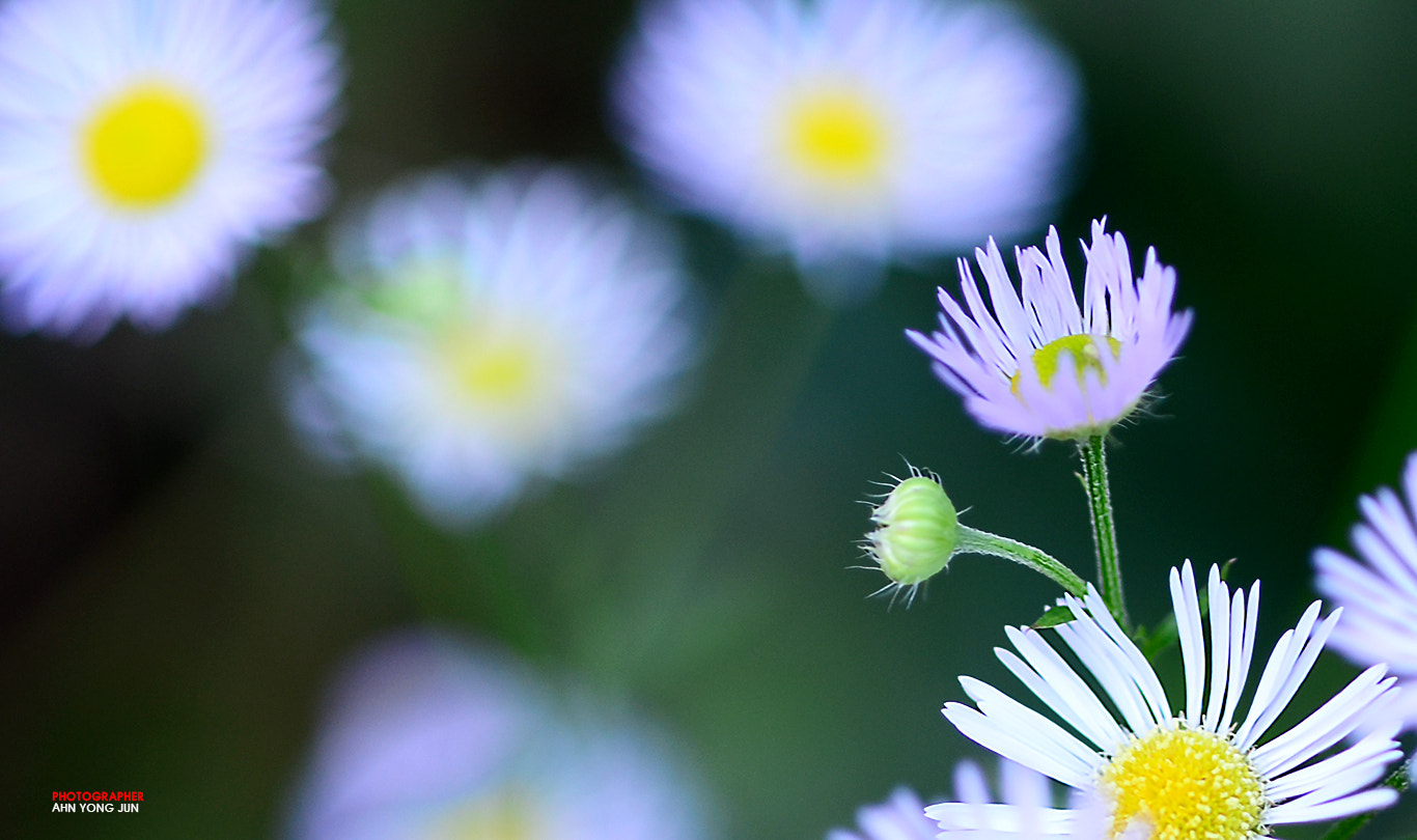 Nikon D7000 + AF Micro-Nikkor 105mm f/2.8 sample photo. Gentle and soft photography