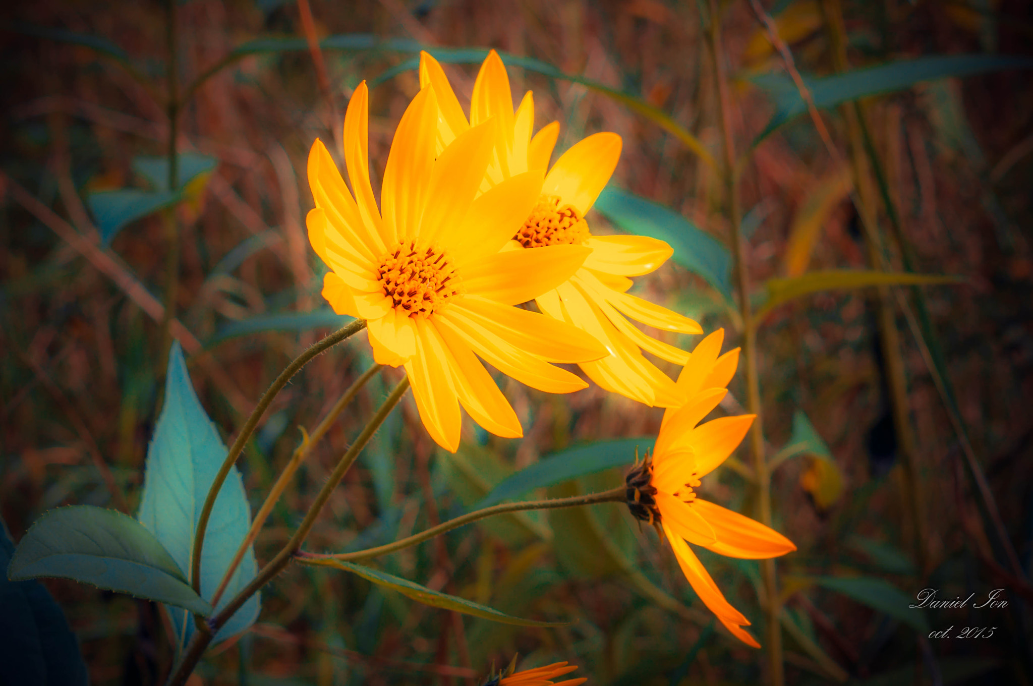 Pentax K-x + A Series Lens sample photo. Flower photography