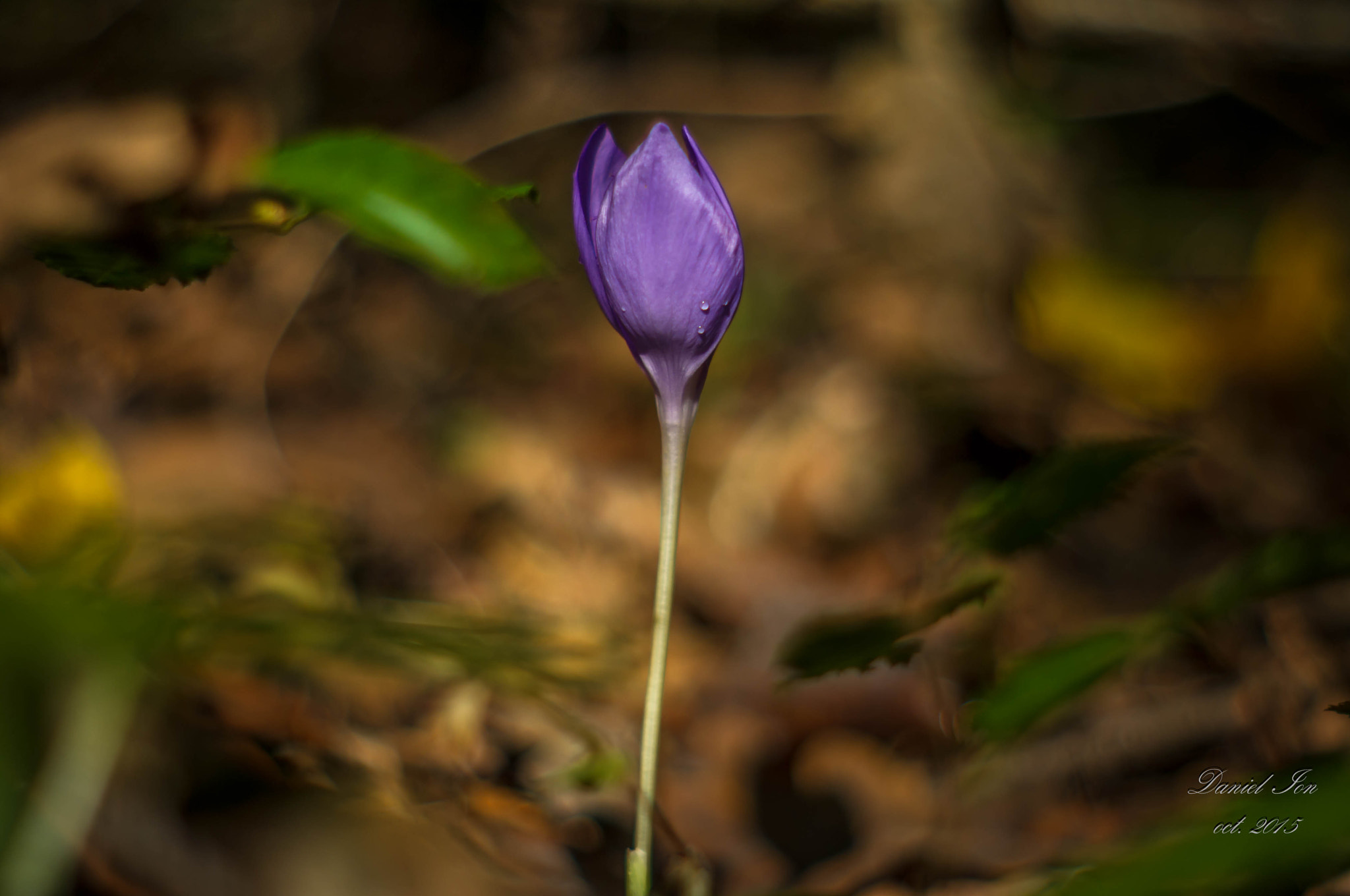 Pentax K-x + A Series Lens sample photo. Flower1 photography