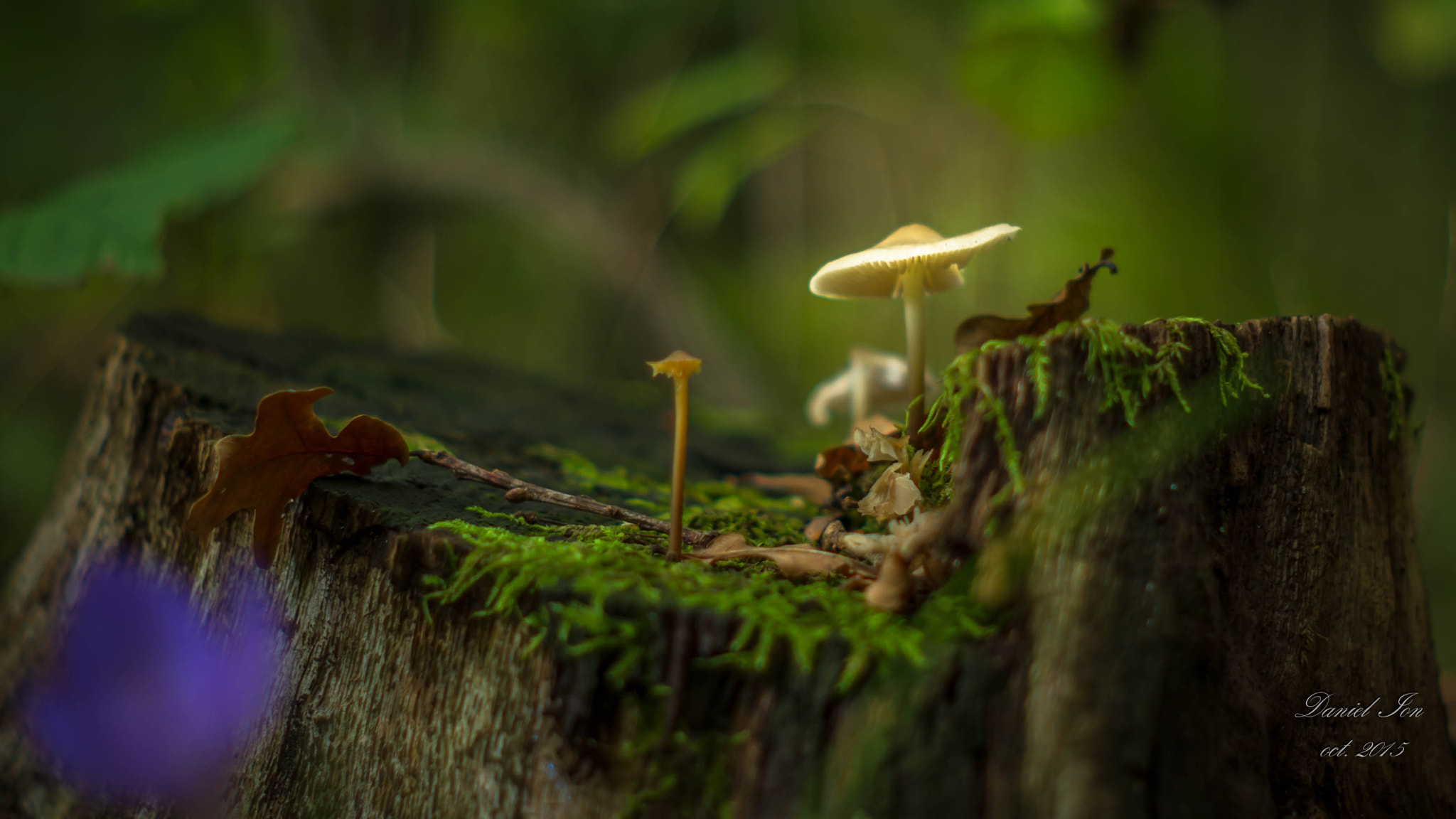 Pentax K-x + A Series Lens sample photo. In the forest photography