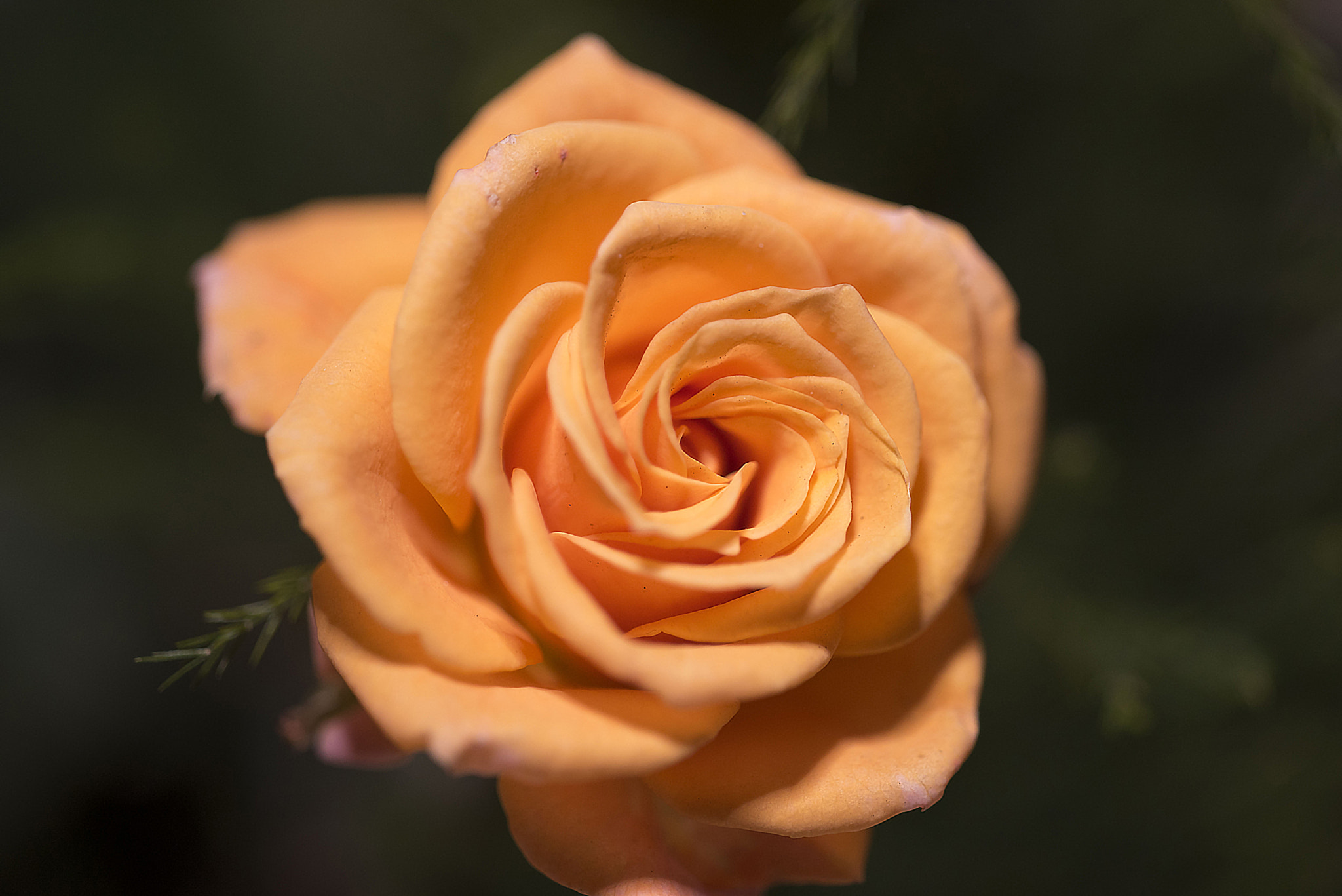 Sigma 150mm F2.8 EX DG Macro HSM sample photo. Orange rose... photography