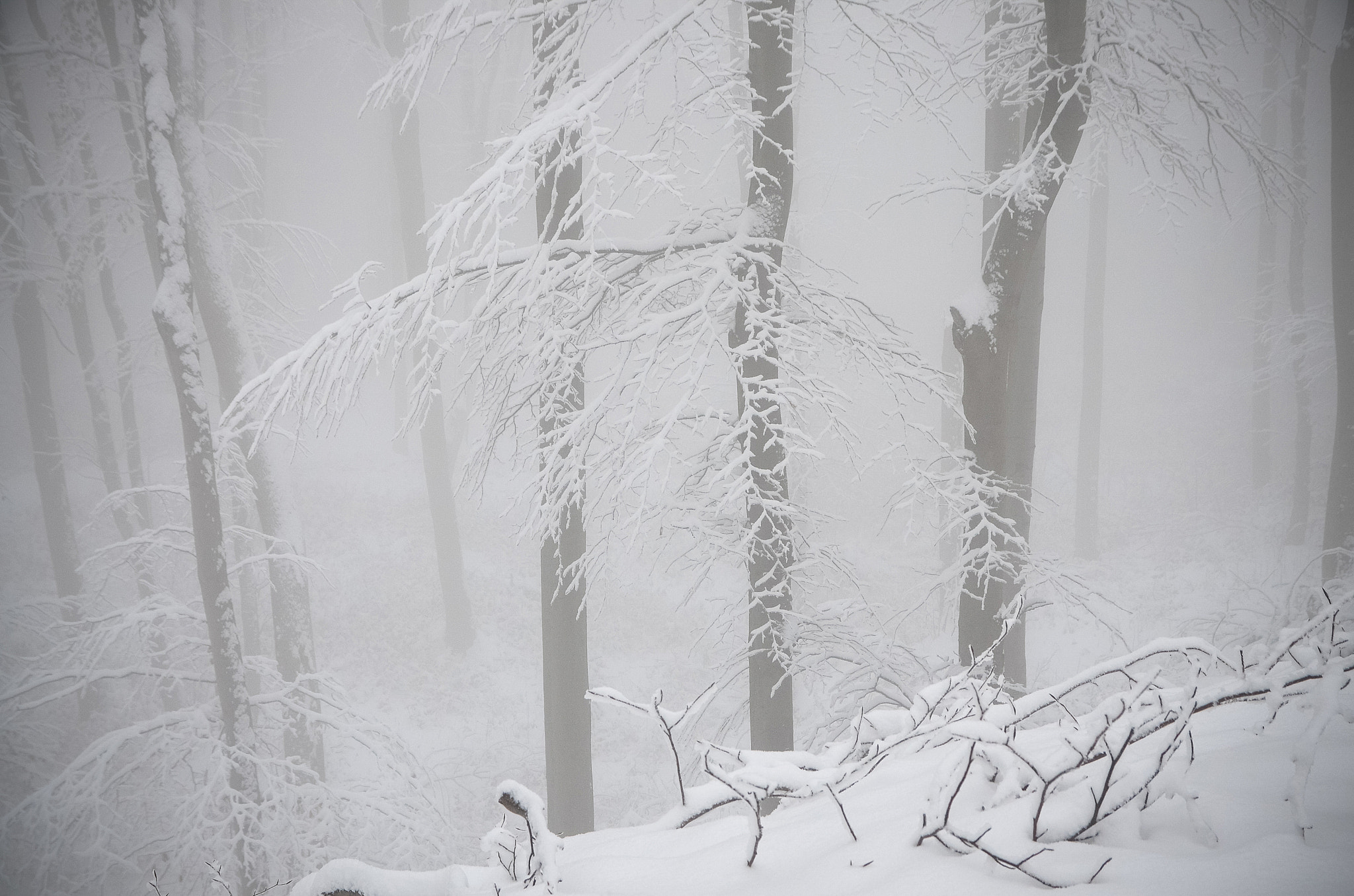 Sigma 17-70mm F2.8-4 DC Macro OS HSM sample photo. Barnova forest photography