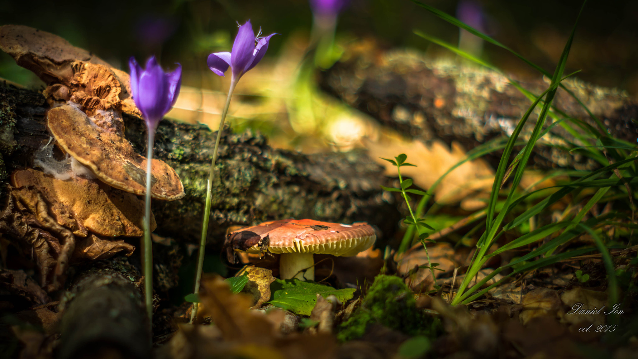 Pentax K-x + A Series Lens sample photo. In the forest2 photography