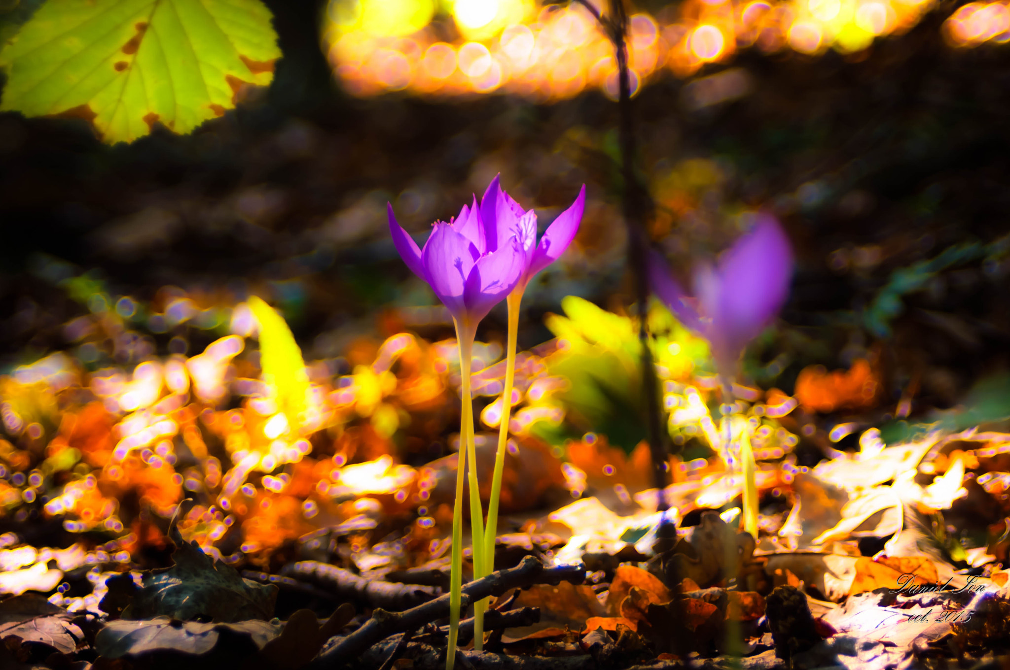 Pentax K-x sample photo. Flower2 photography