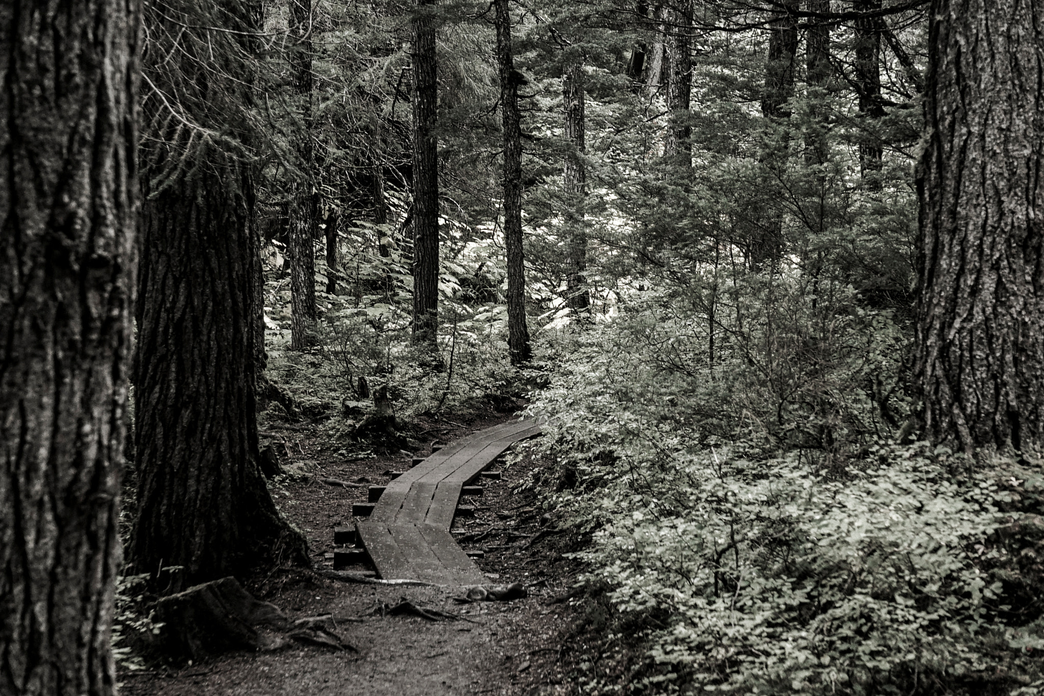 Sony a7S sample photo. Wooden trail in the woods photography