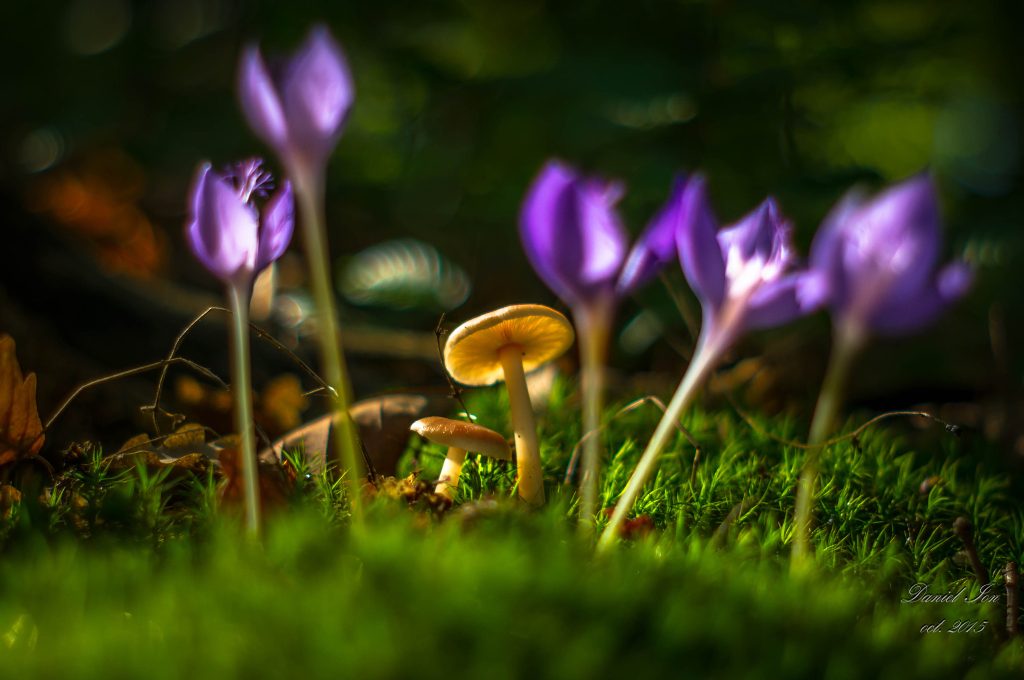 Pentax K-x + A Series Lens sample photo. In the forest03 photography