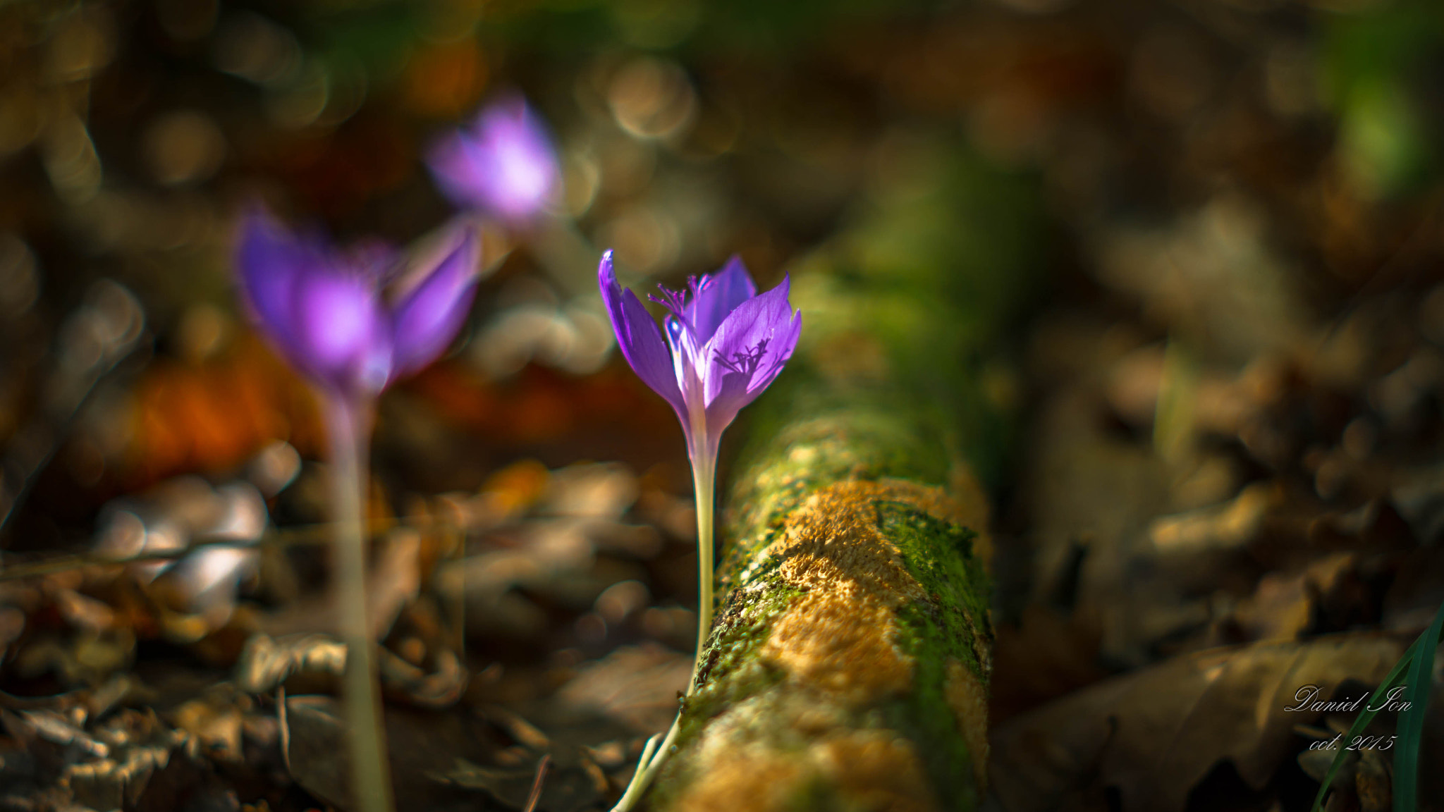 Pentax K-x + A Series Lens sample photo. In the forest04 photography
