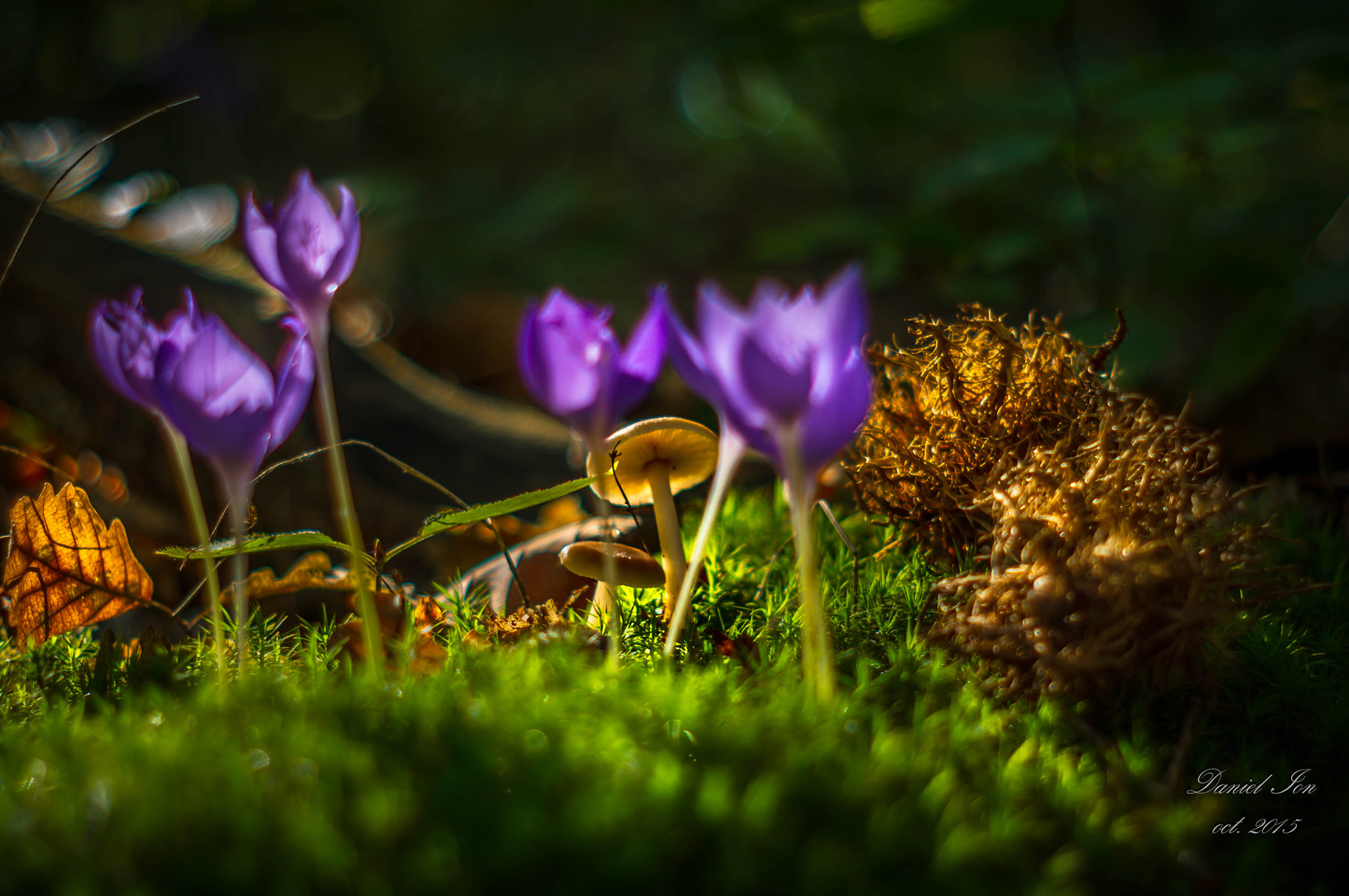 Pentax K-x + A Series Lens sample photo. In the forest05 photography