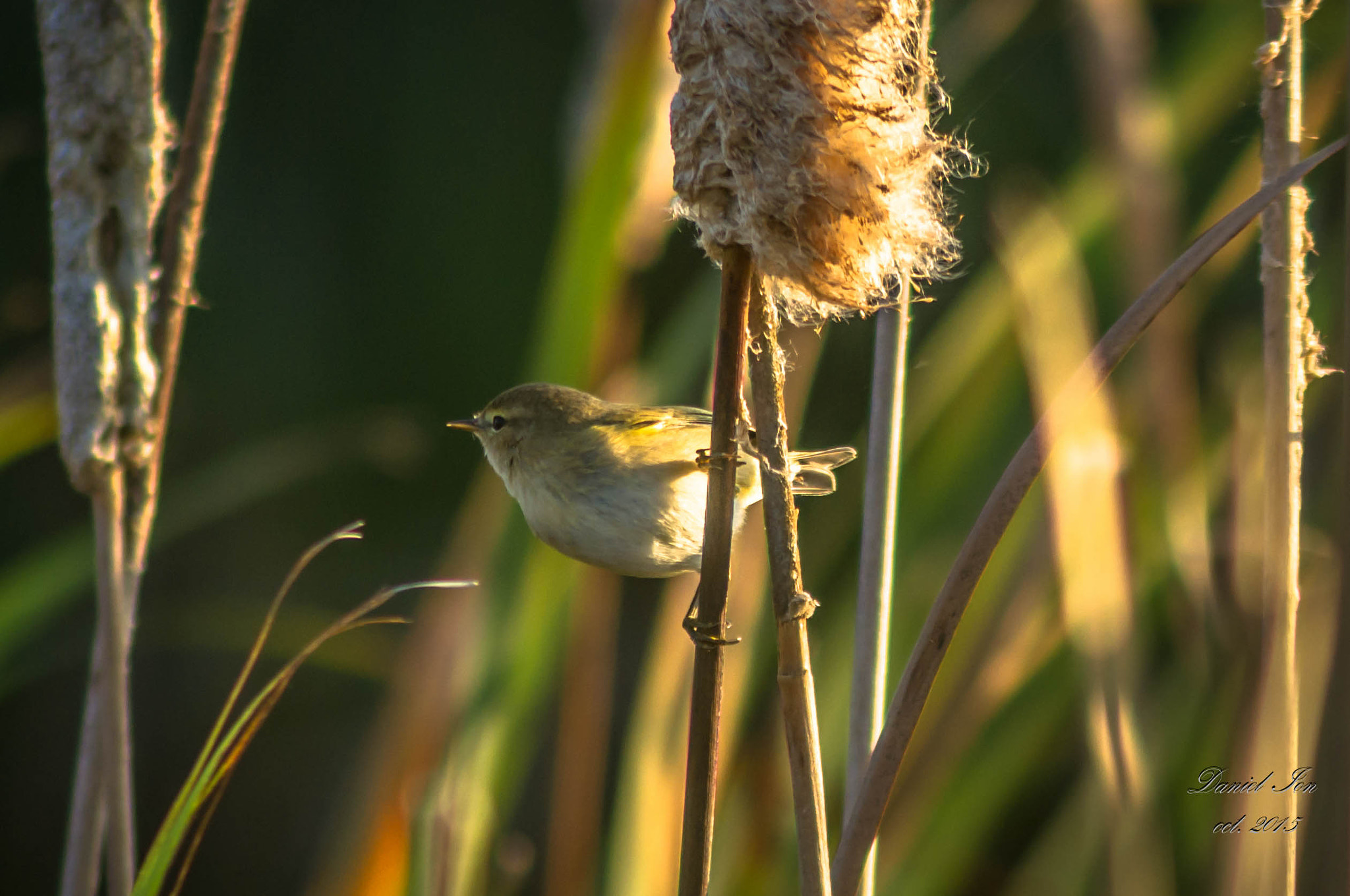 Pentax K-x sample photo. Lacar mic (acrocephalus schoenobaenus) () photography