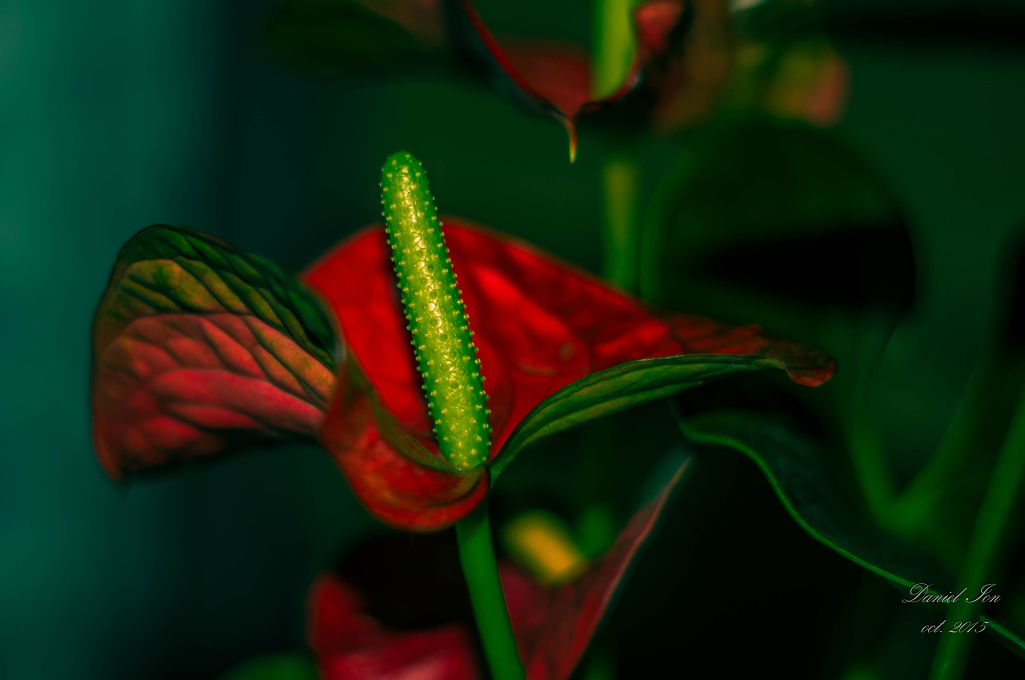 Pentax K-x + A Series Lens sample photo. Flower photography