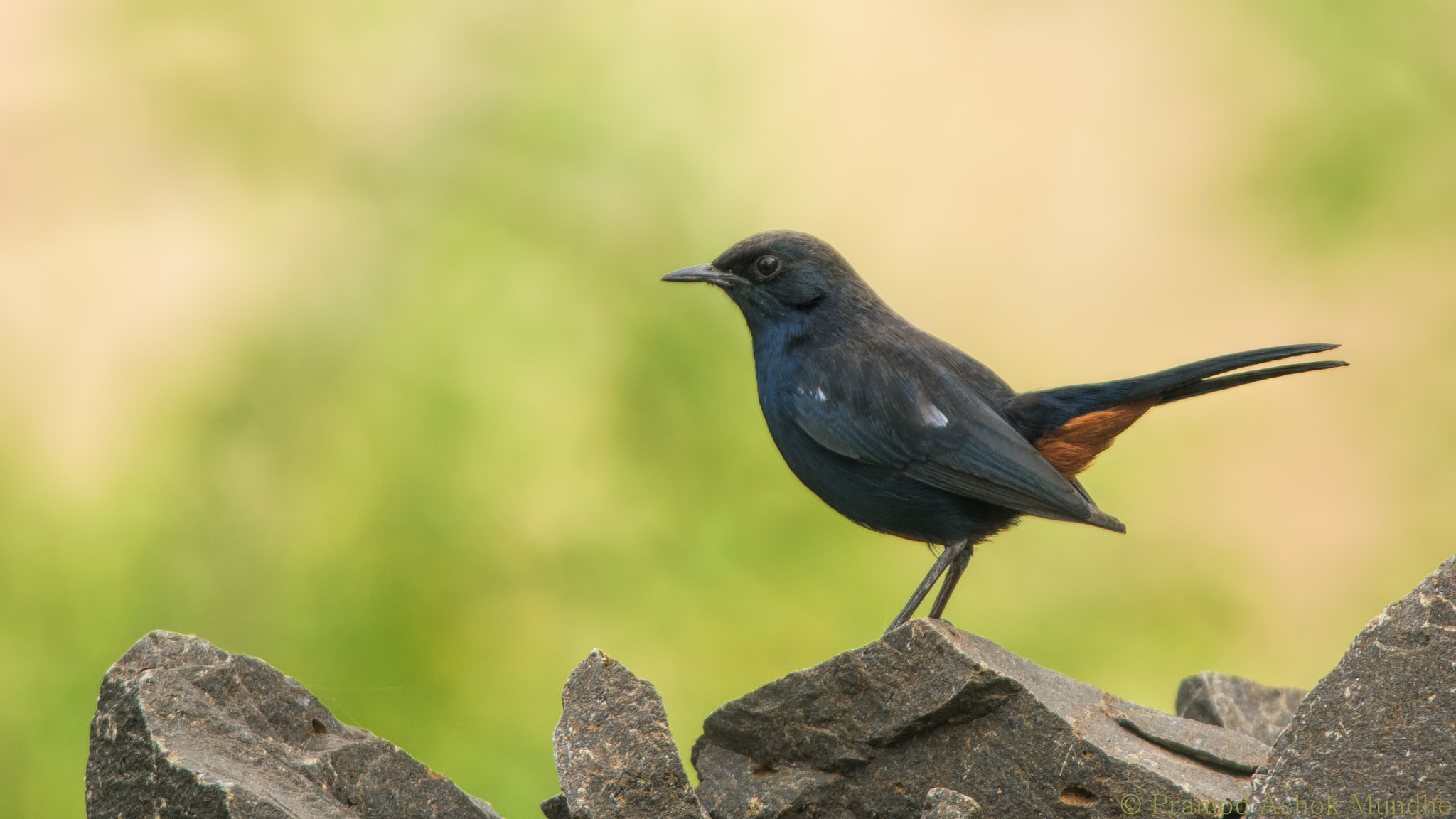 Nikon D5300 + Nikon AF-S Nikkor 300mm F4D ED-IF sample photo. Indian robin.jpg photography