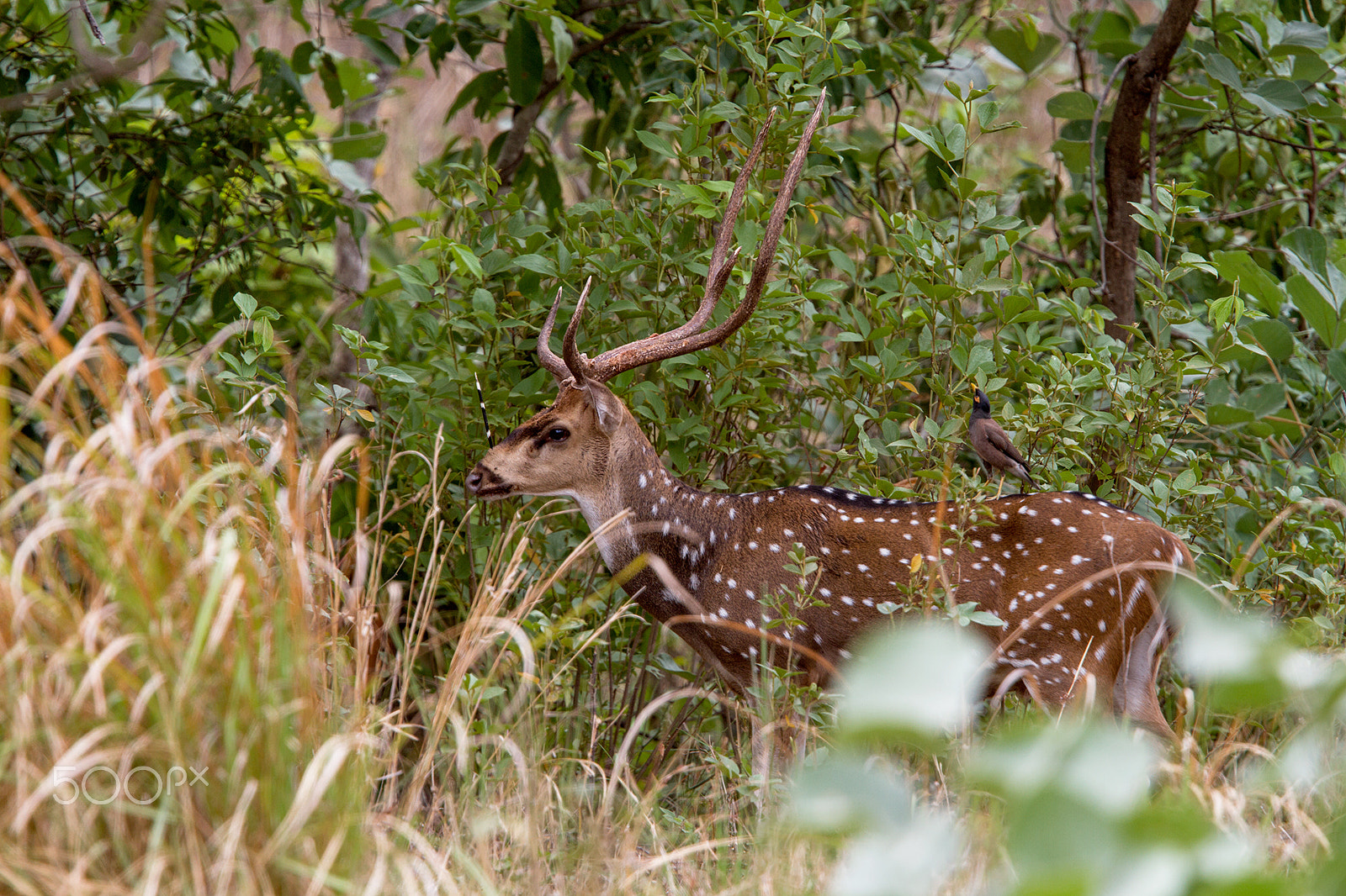 Canon EOS 7D + Canon EF 400mm F2.8L IS USM sample photo. Spotted deer with porcupine's quill on its nose photography