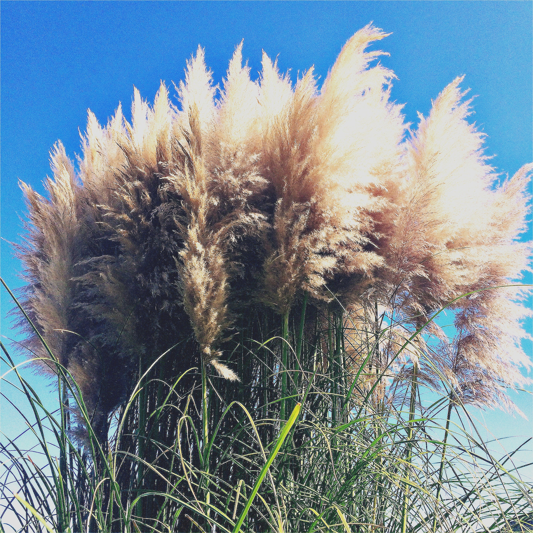 Hipstamatic 301 sample photo. Pampas grass photography