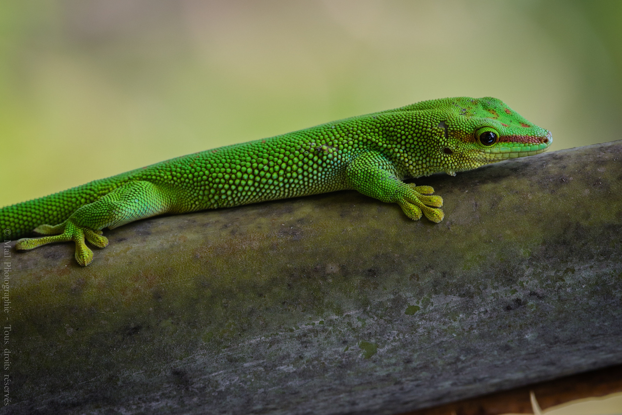 Nikon AF-S Nikkor 300mm F2.8G ED-IF VR sample photo. Lézard photography