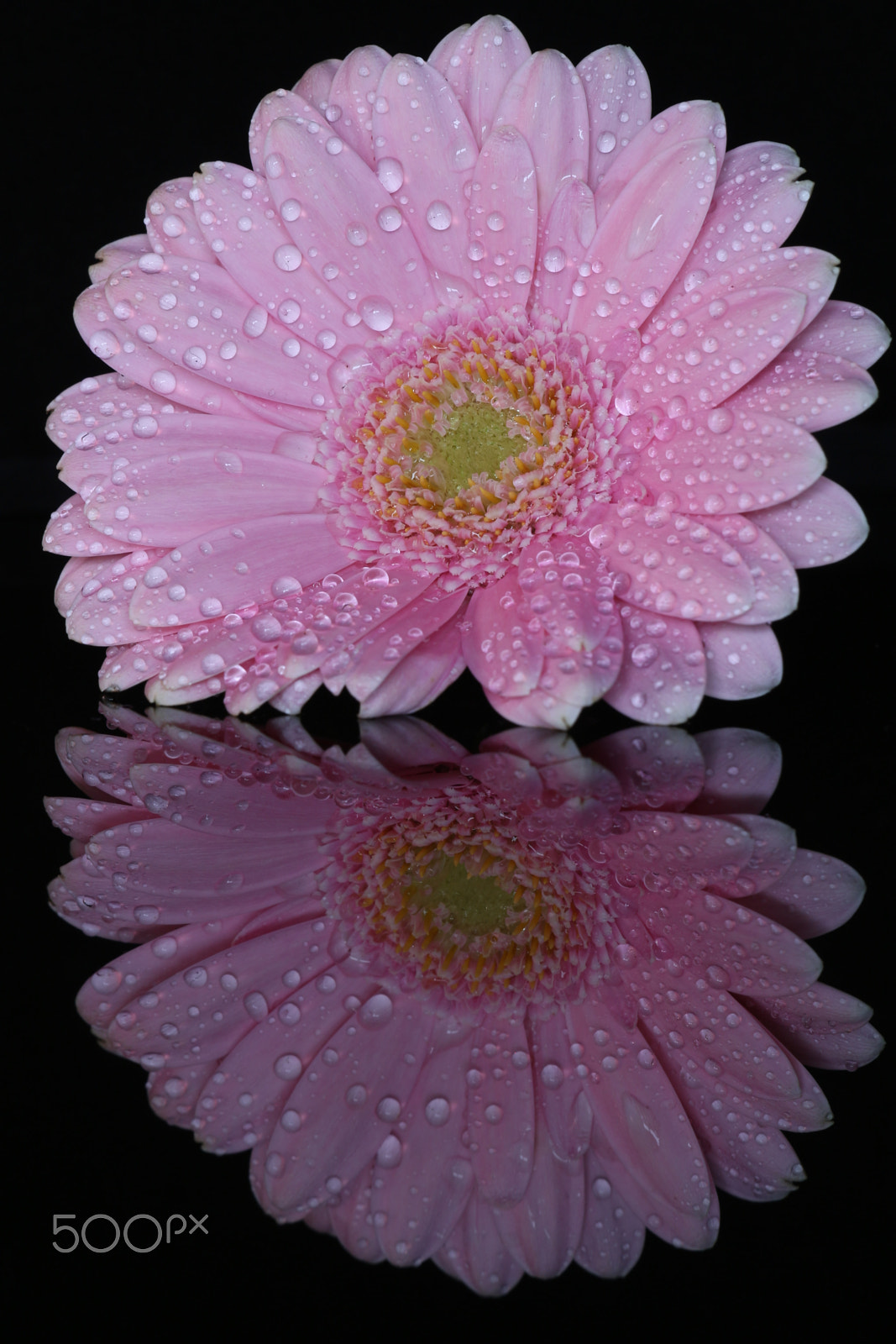 Sigma APO Macro 150mm f/2.8 EX DG HSM sample photo. Img_4153.jpg photography