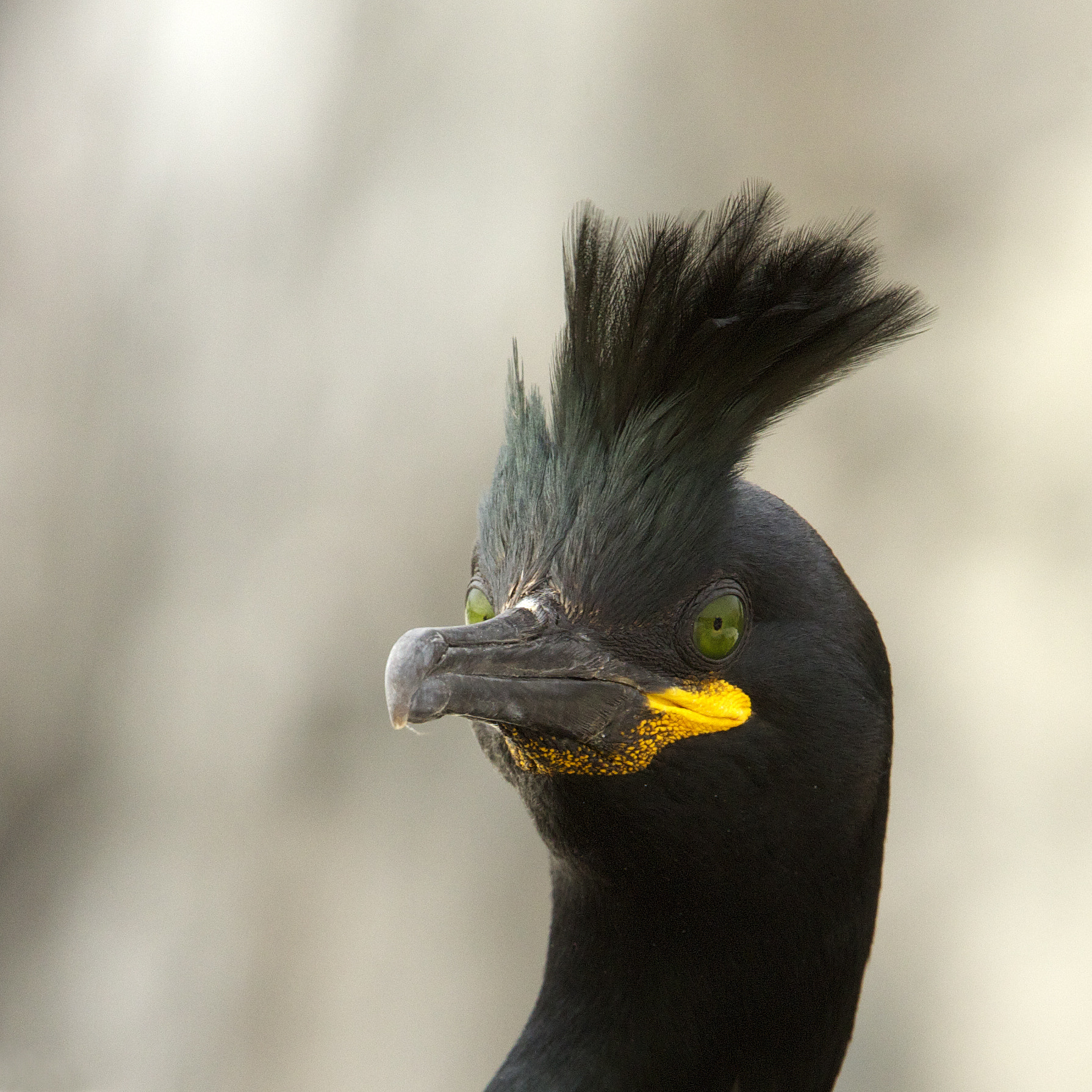 Canon EF 300mm F2.8L IS USM sample photo. Shag photography