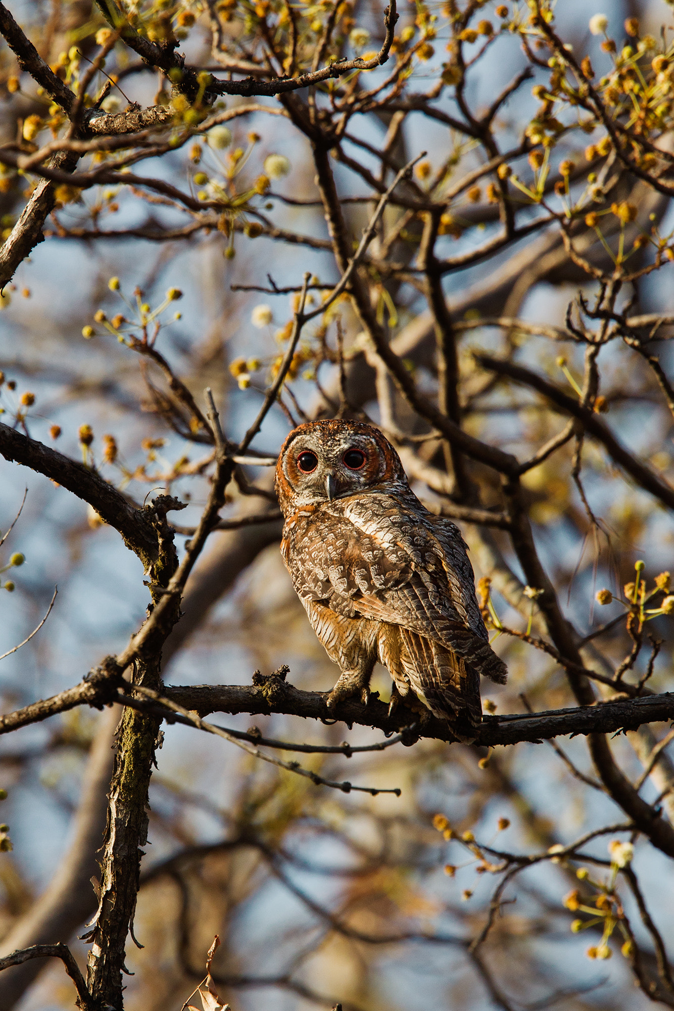Canon EF 400mm F2.8L IS USM sample photo. Mottled wood owl photography