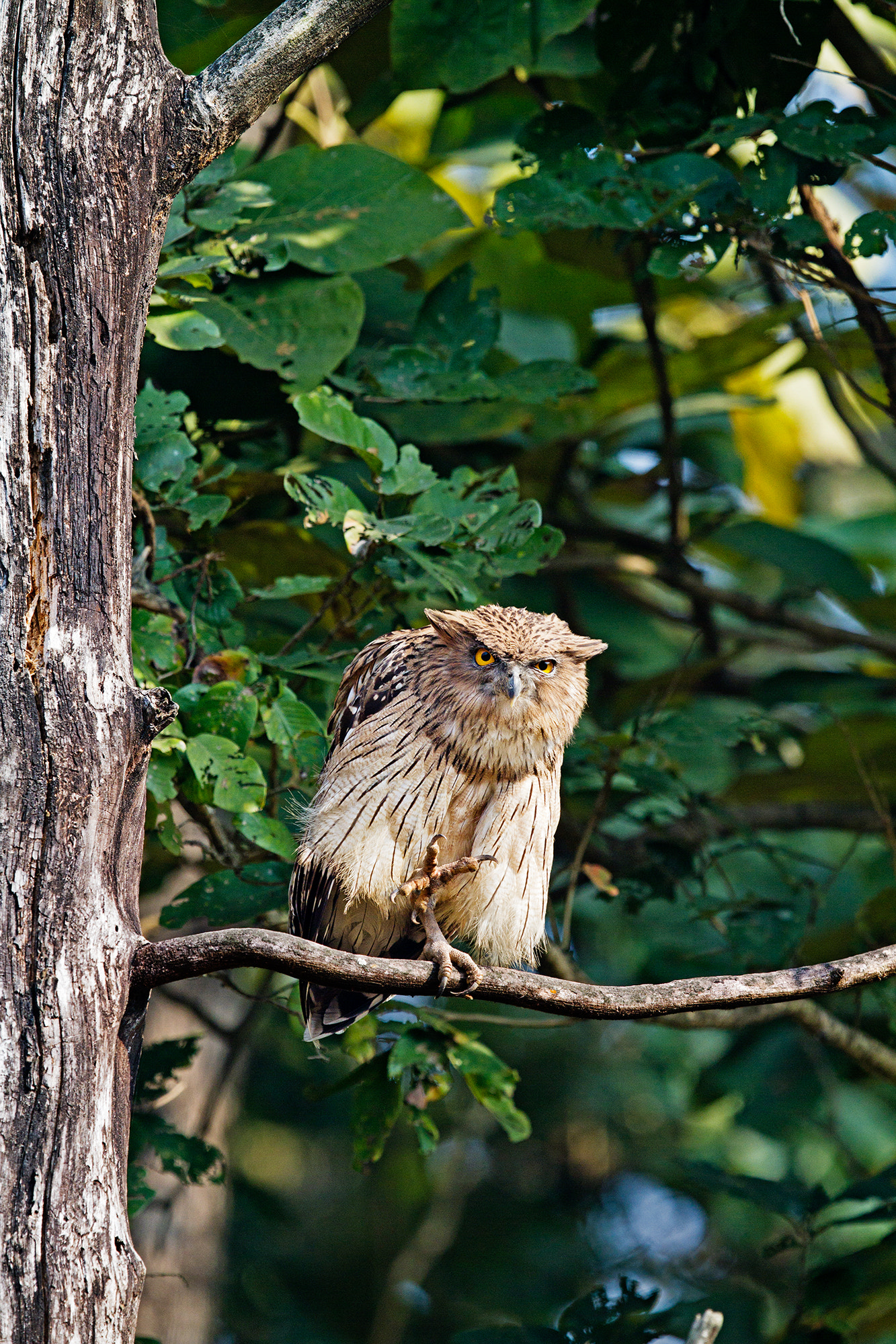 Canon EOS 7D + Canon EF 400mm F2.8L IS USM sample photo. Brown fish owl photography
