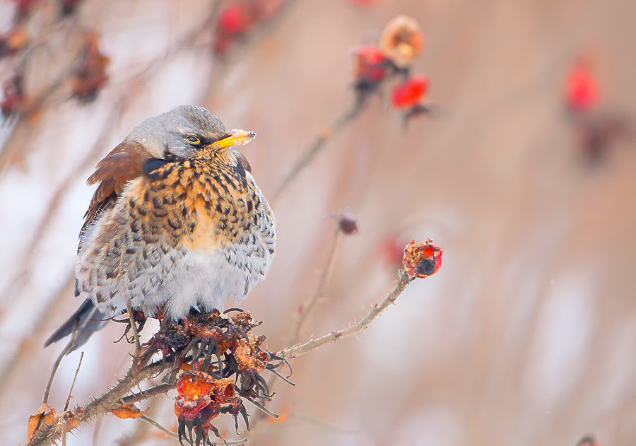 Nikon D90 + Nikon AF-S Nikkor 600mm F4G ED VR sample photo. Winter fieldfare photography