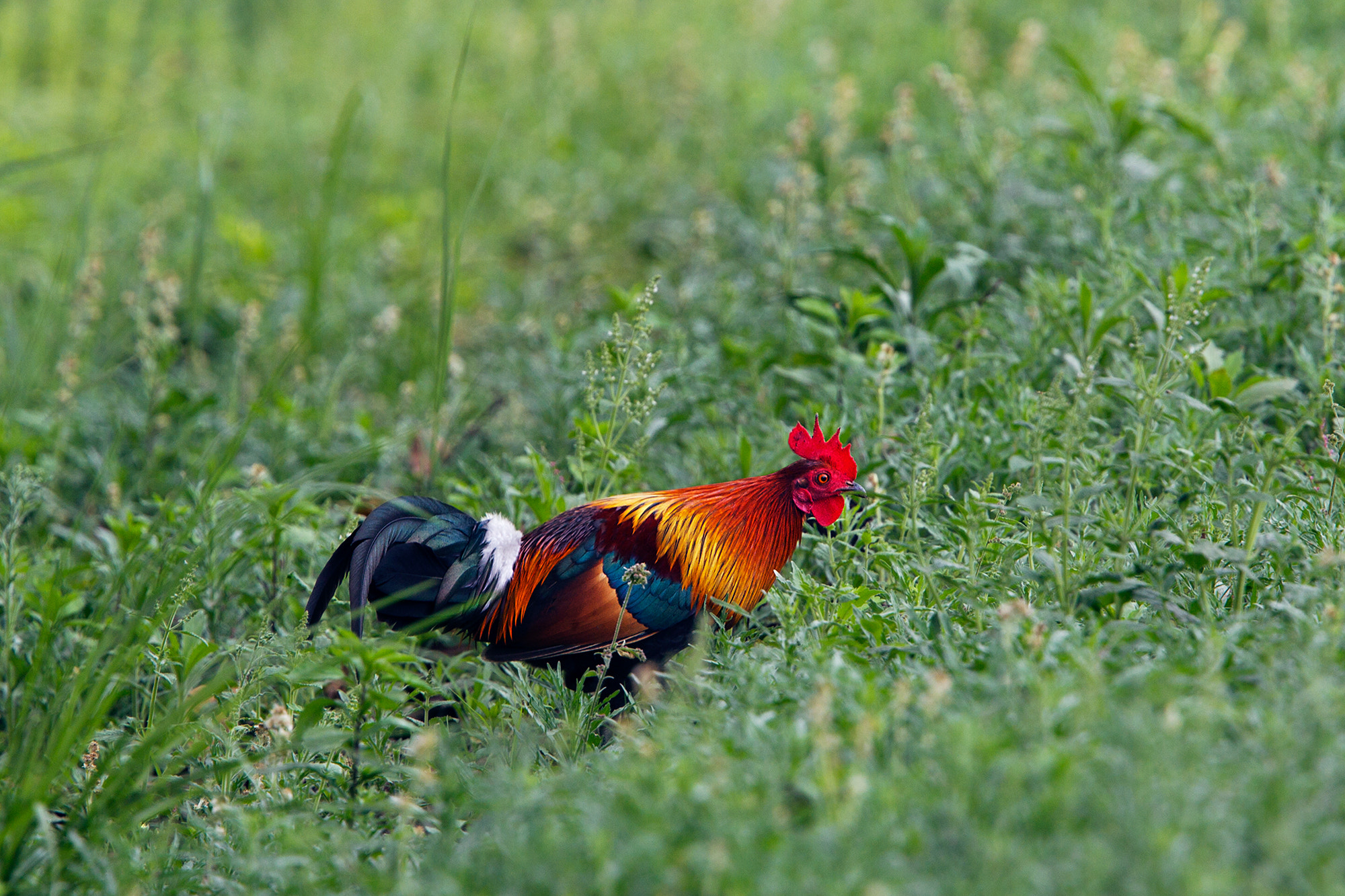 Canon EF 400mm F2.8L IS USM sample photo. Red jungle fowl photography