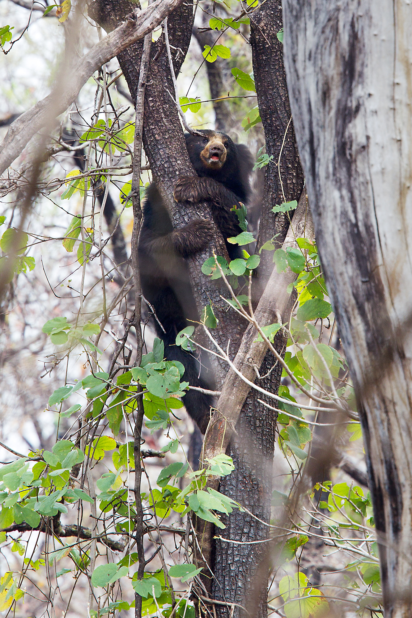 Canon EF 400mm F2.8L IS USM sample photo. Sloth bear climbing tree photography