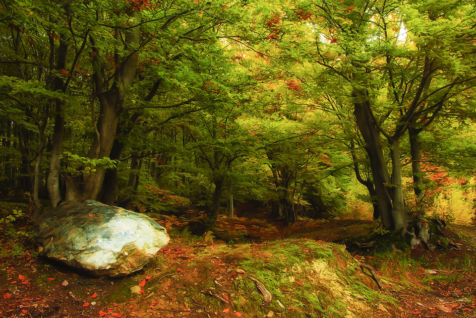 Soligor 19-35mm F3.5-4.5 sample photo. Mountain forest photography