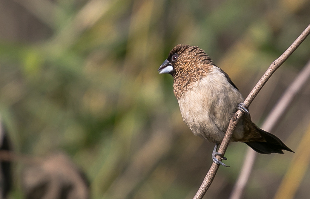 Canon EF 70-200mm F4L USM sample photo. Bird photography